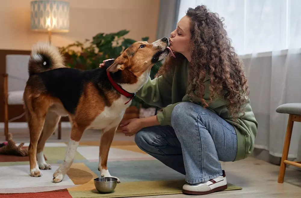 Pies rasy beagle z czerwoną obrożą otrzymuje czułość w przytulnym salonie Pepco z lampą i roślinami w tle.