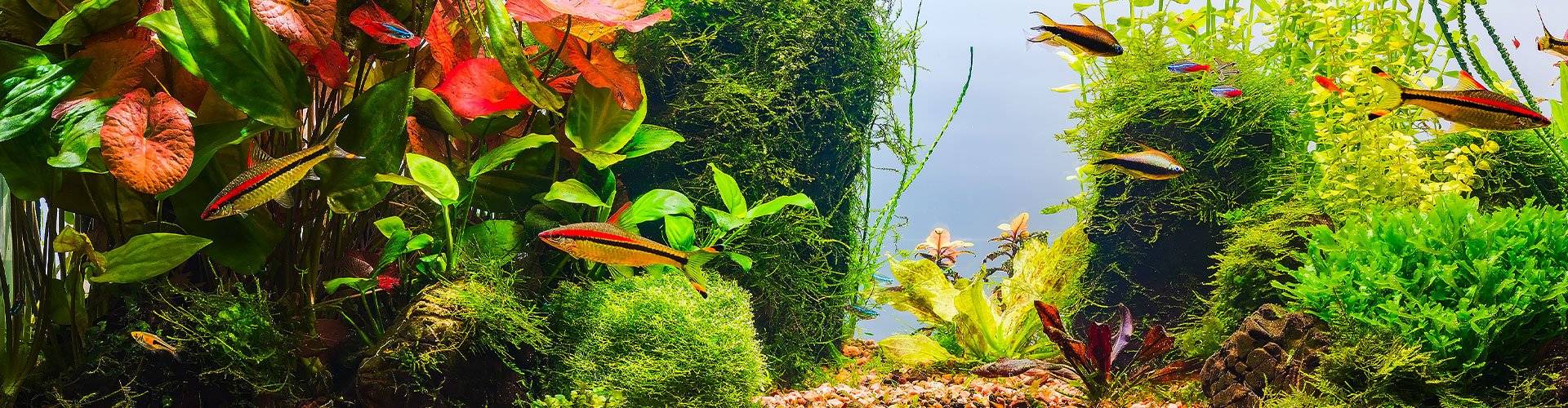 Live plants in fish tanks
