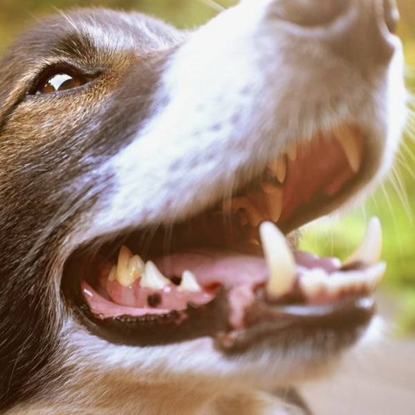How to care for your dog's teeth