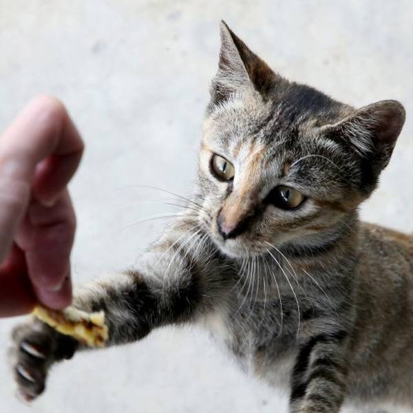 A guide to kitten treats