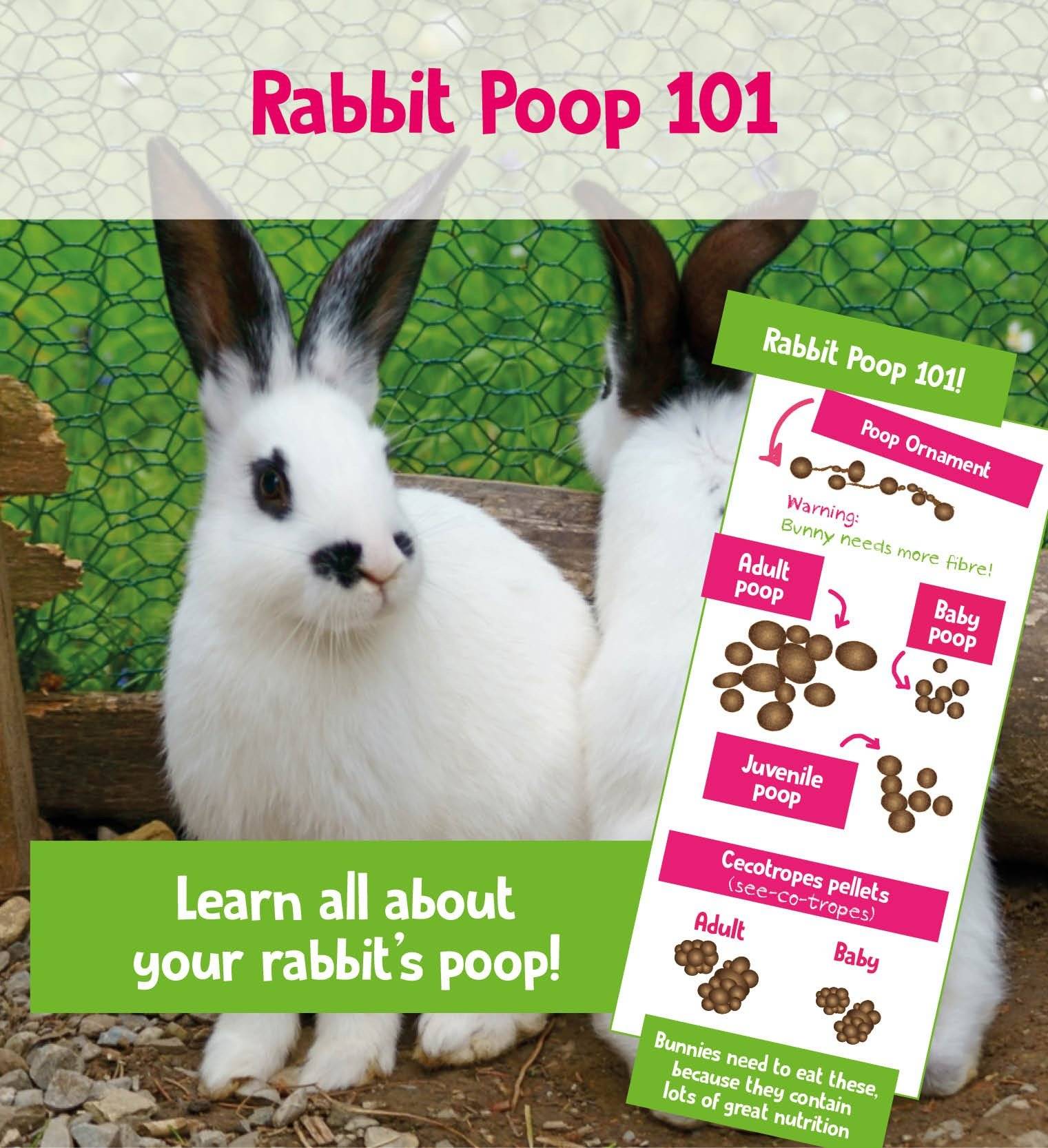 Rabbit poop learn