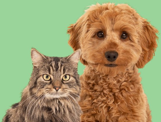 Pet Insurance | Get your pet insurance through Pets at Home