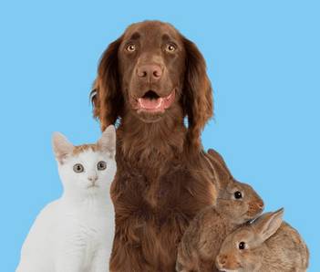 Multi-pet Insurance | Multi-pet Insurance Quotes | Pets at Home