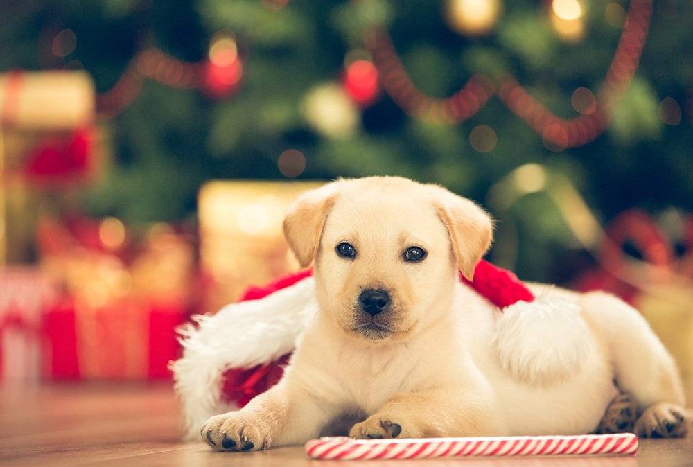 Christmas treat ideas for dogs | Pets At Home
