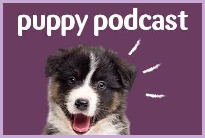 New puppy podcast