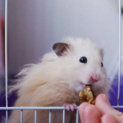 Keeping your hamster happy and healthy