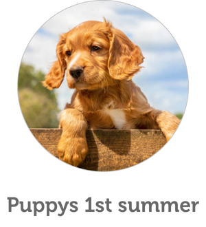 Puppy's First Summer