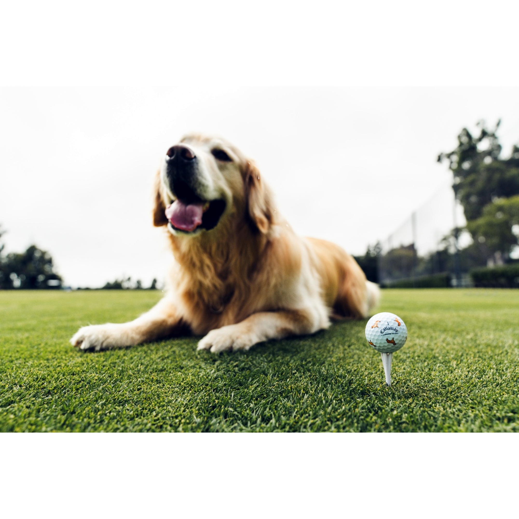 Chrome Tour Let the Big Dog Eat – Golden Retriever Golf Balls