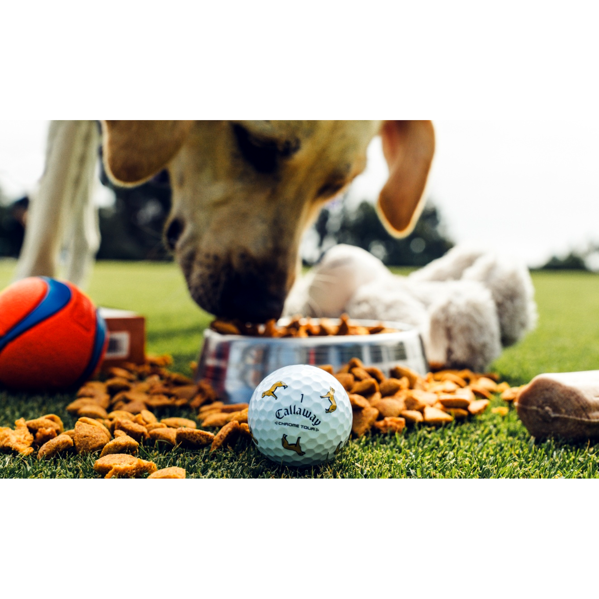 Chrome Tour Let the Big Dog Eat &ndash; Labrador Golf Balls
