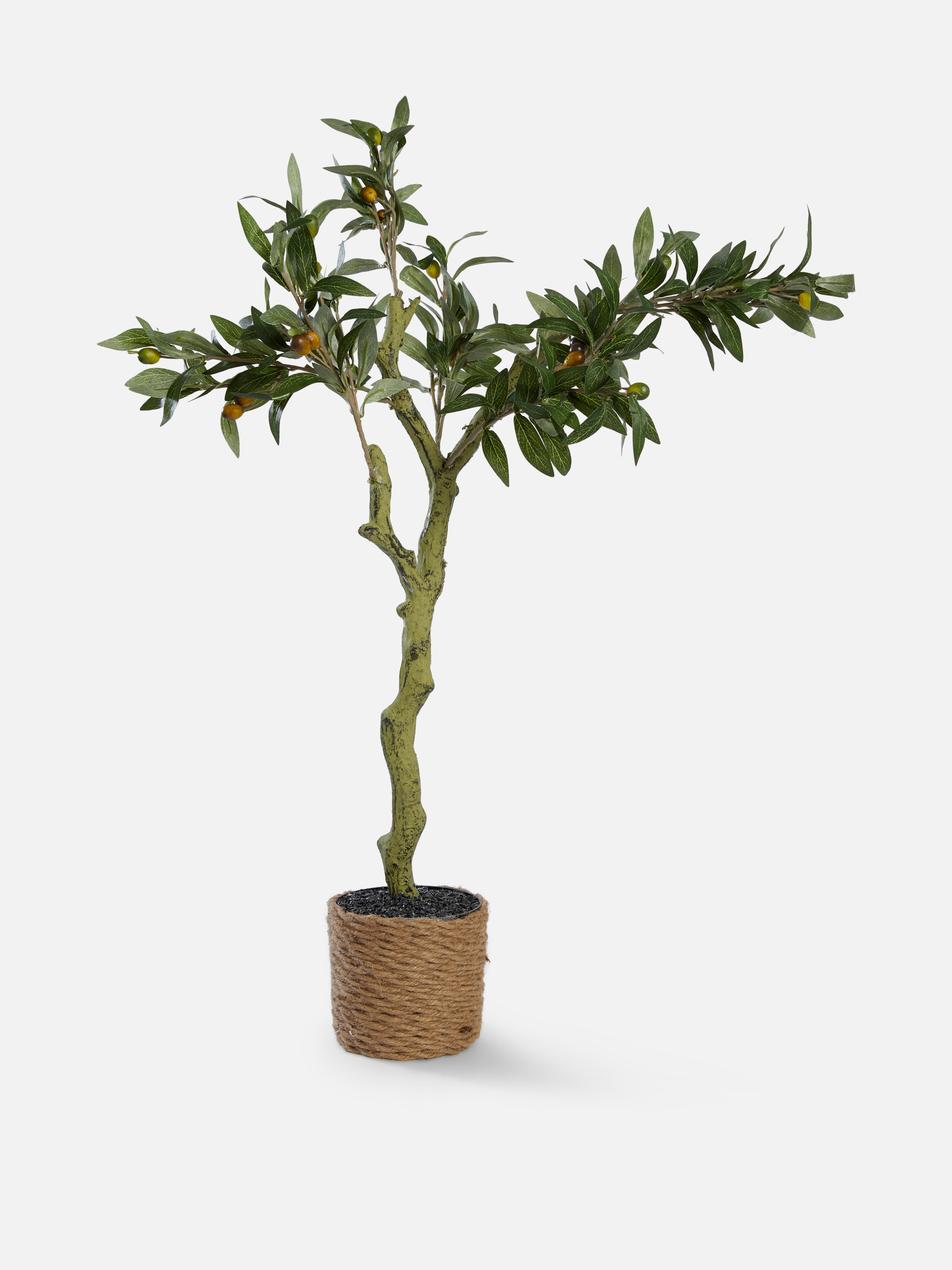 Olive Tree in Rope Pot