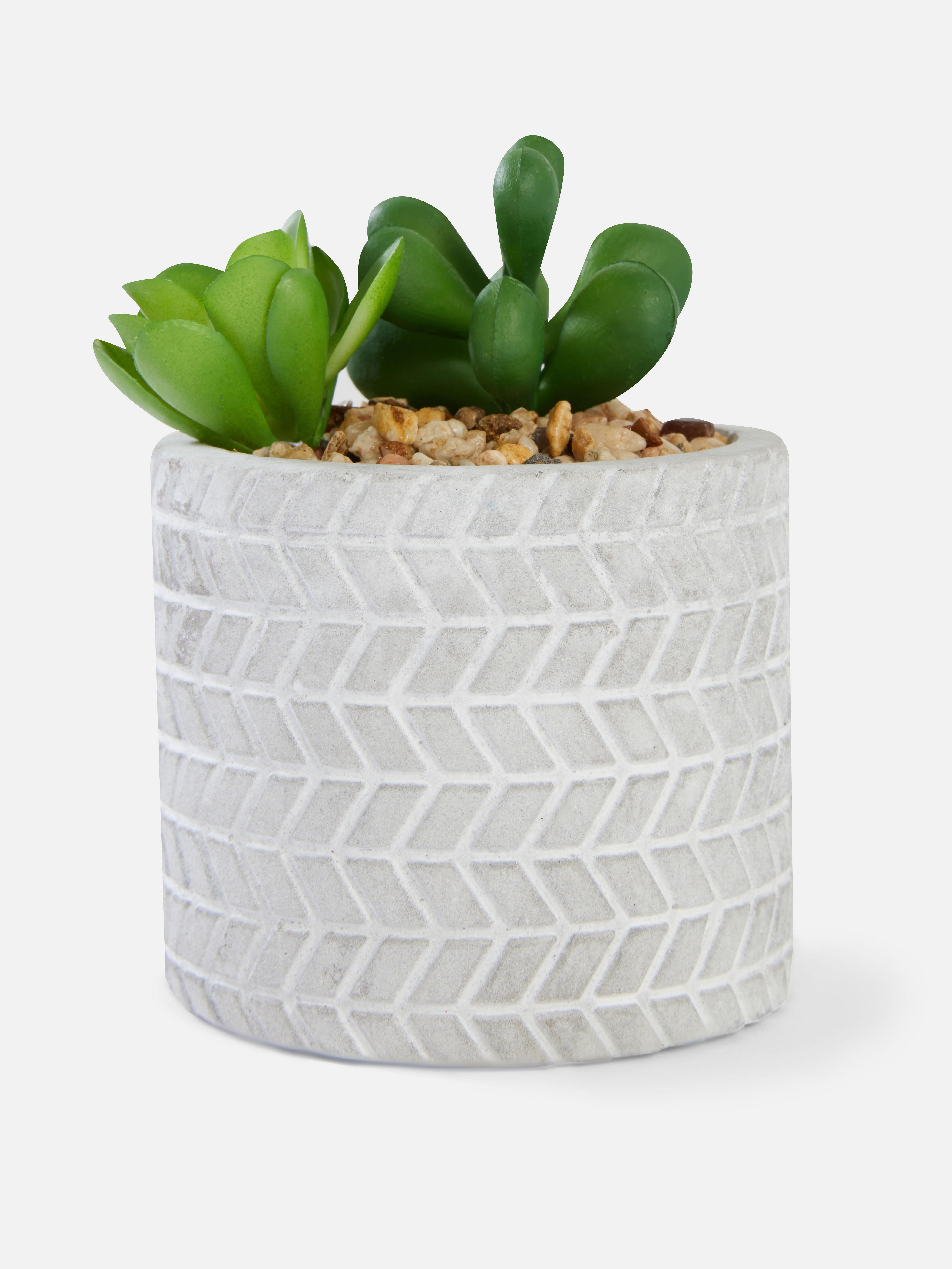 Mini pianta grassa artificiale Primark