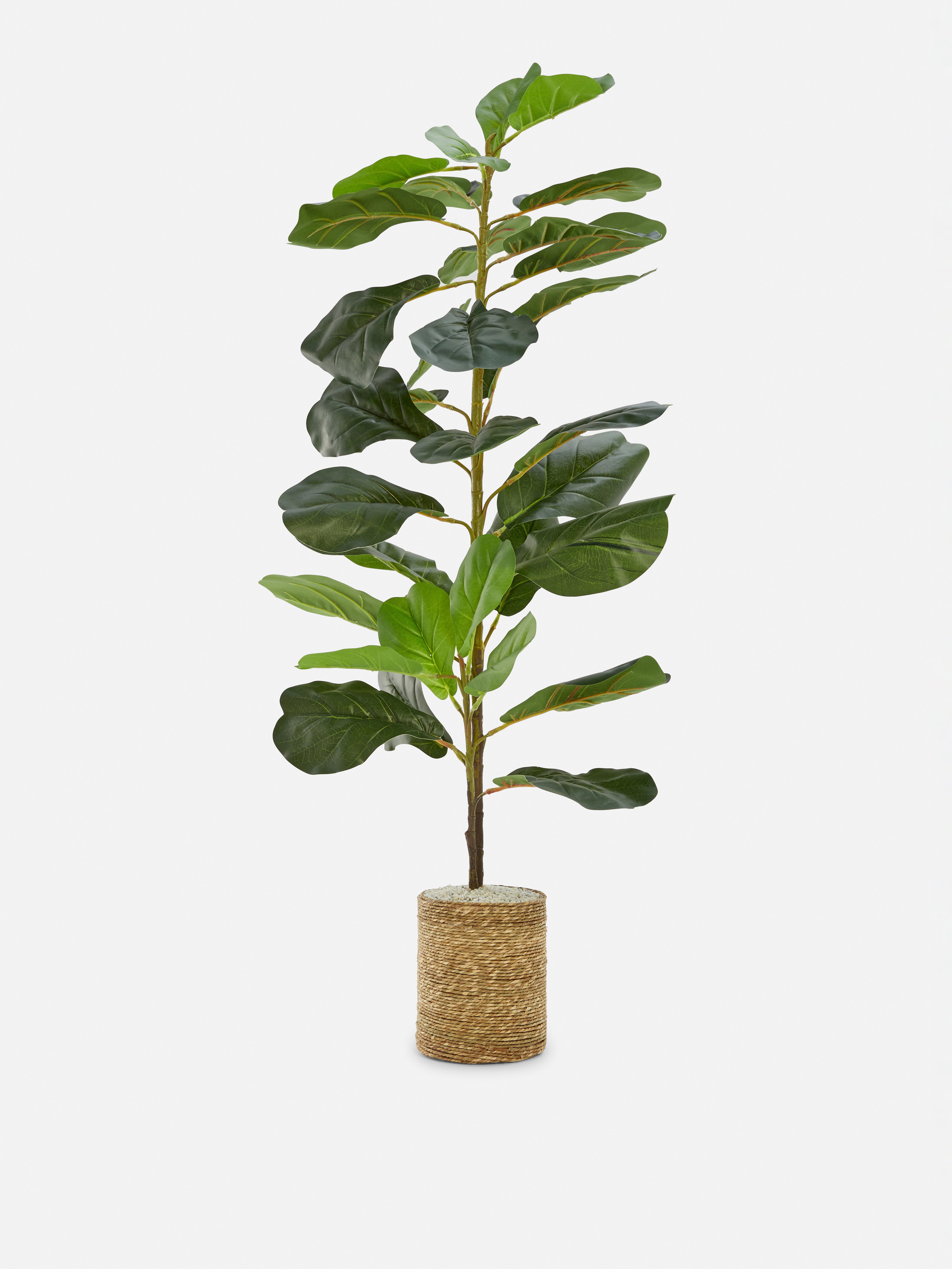 Faux Plants & Flowers Primark