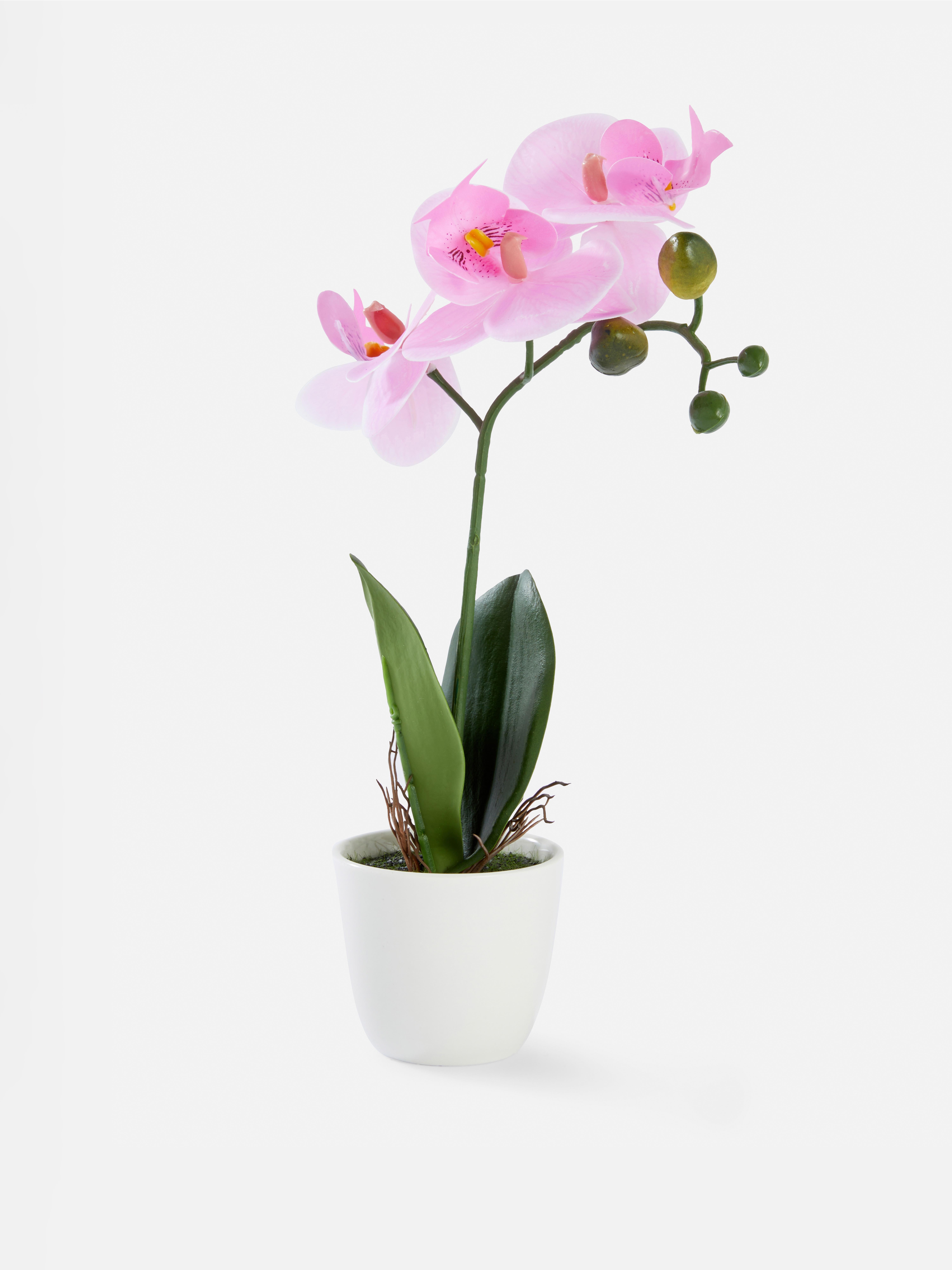 Faux Plants & Flowers Primark