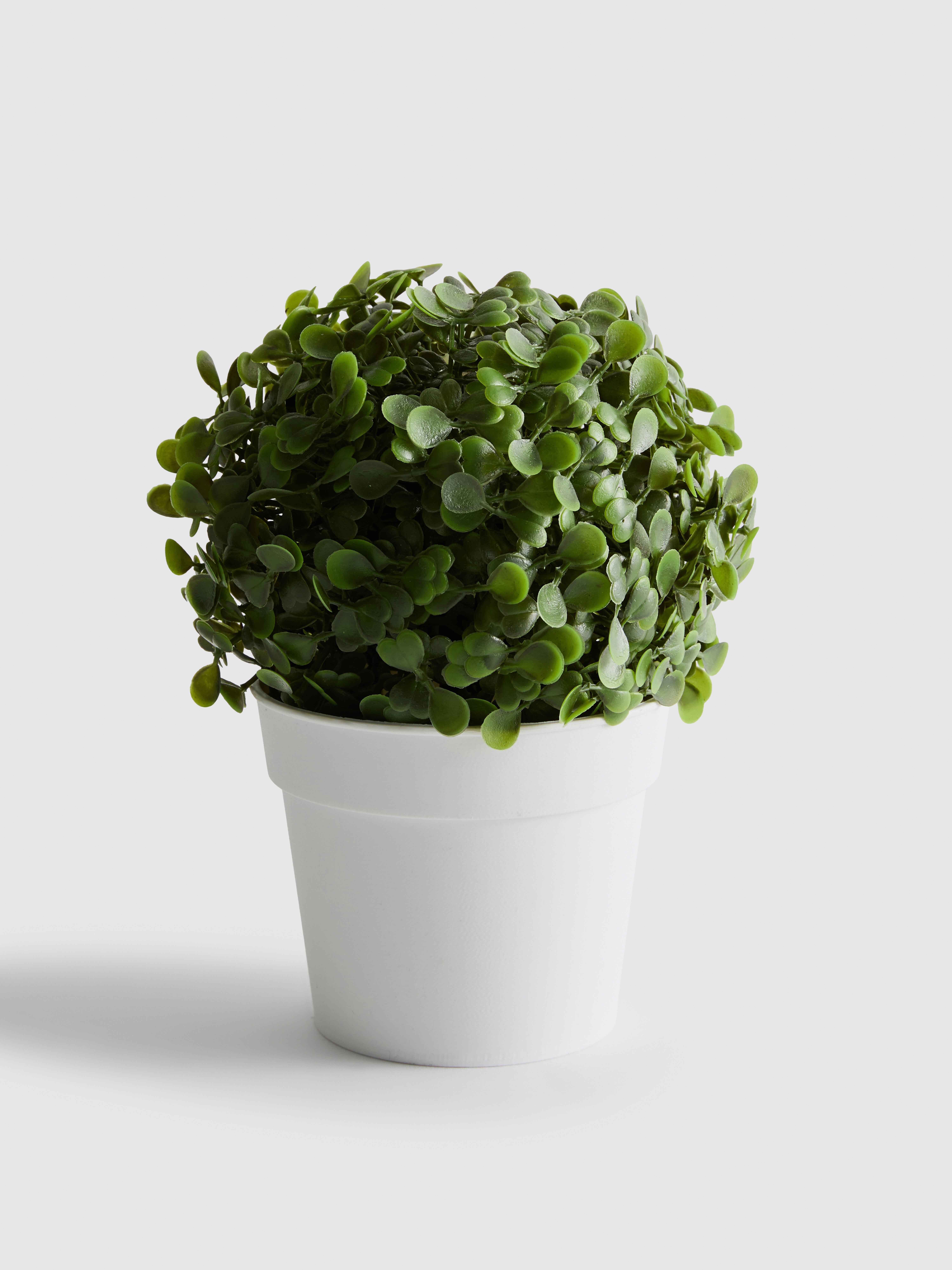 Imitatatievetplant in pot