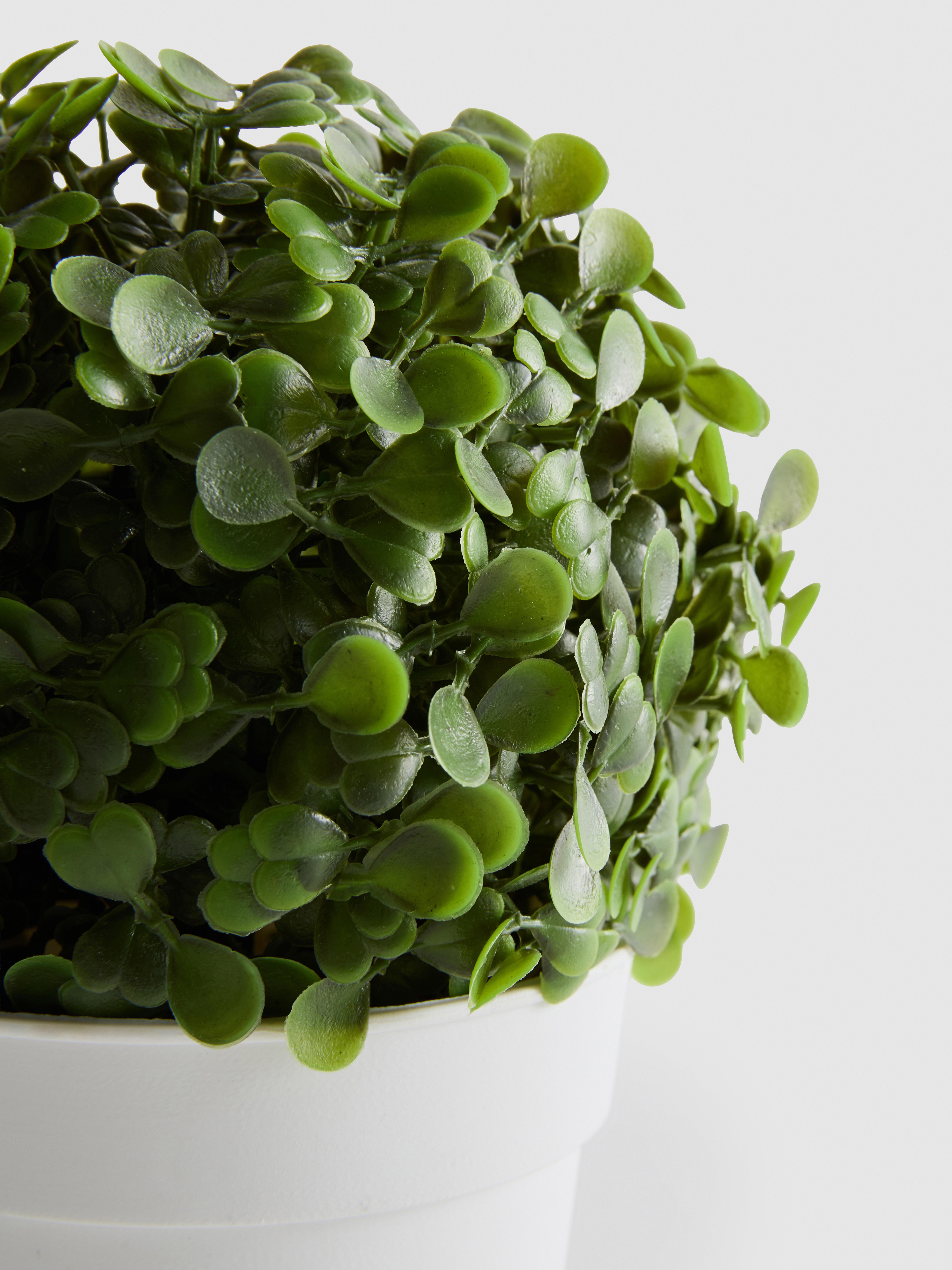Imitatatievetplant in pot