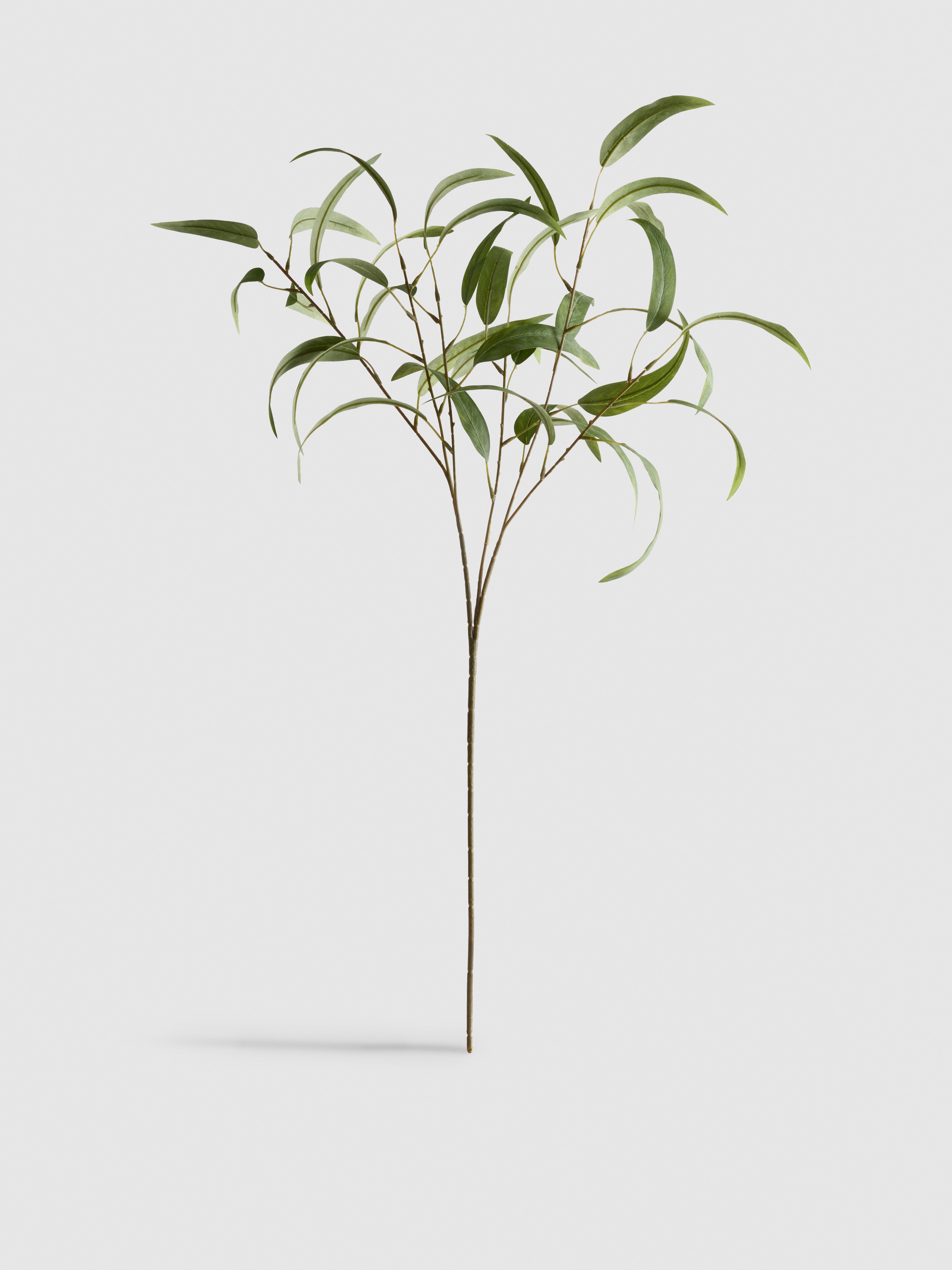 Faux eucalyptus à tige unique