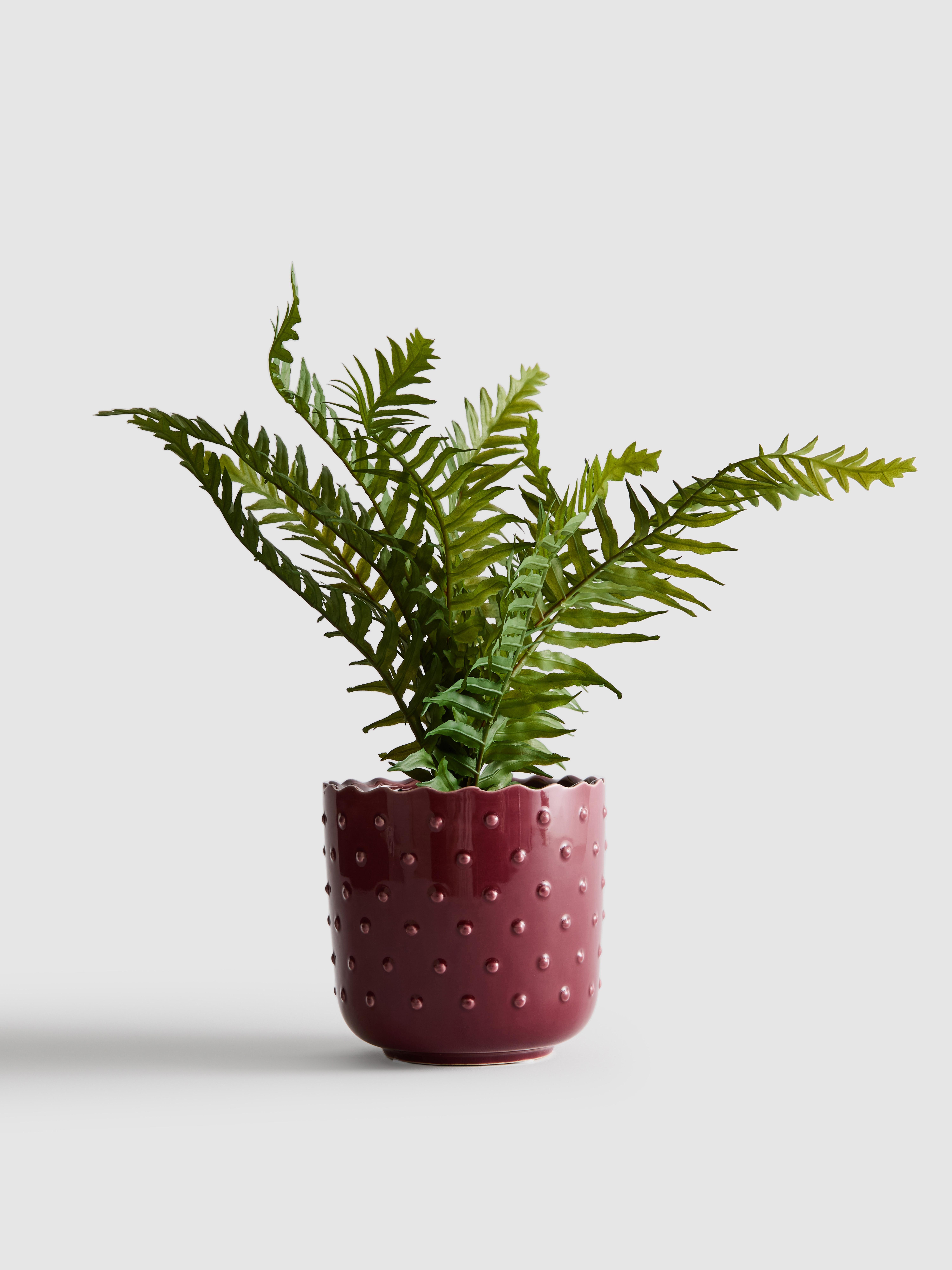 Faux Fern In Textured Planter