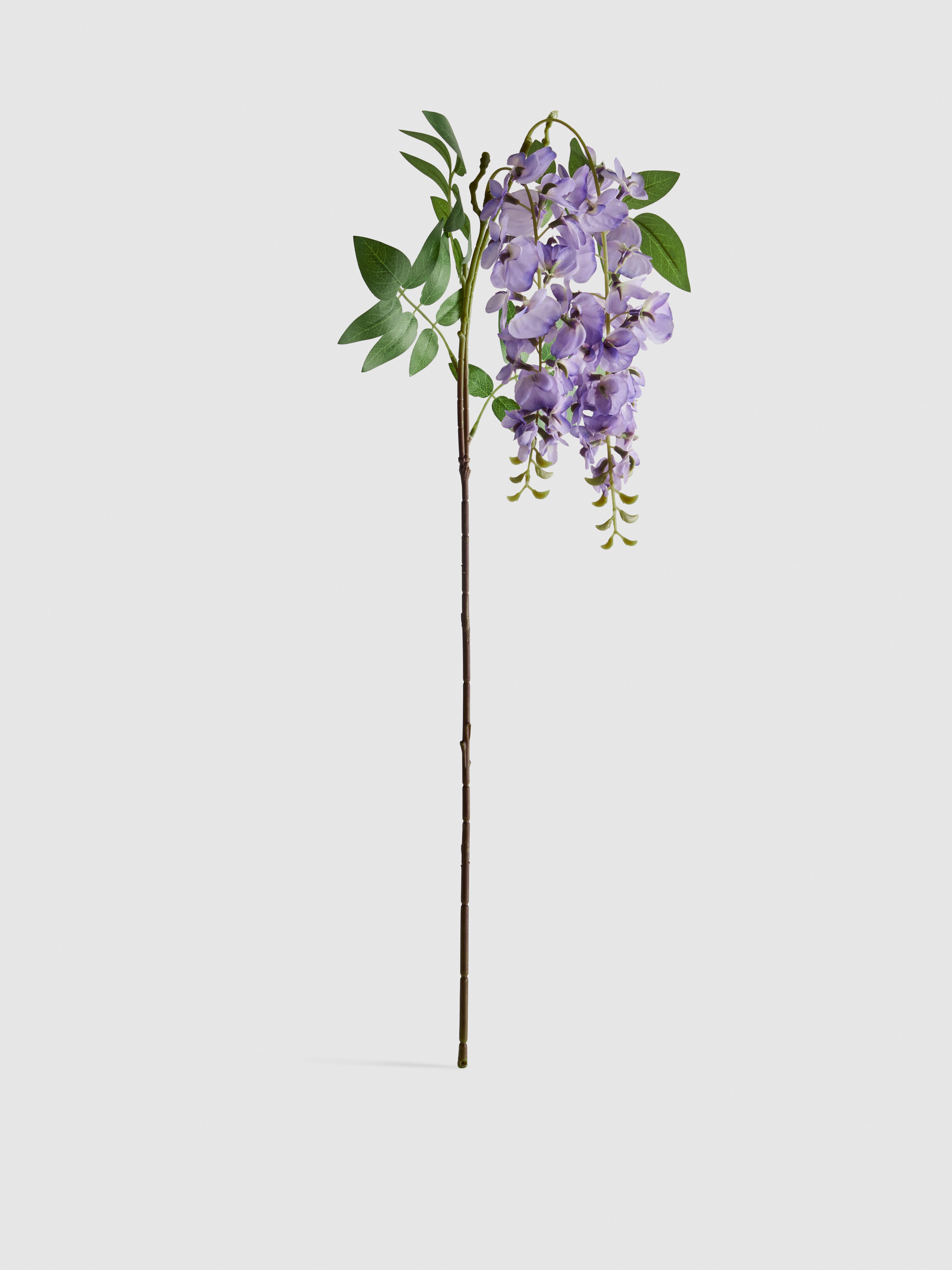 Egy szál lila akác művirág