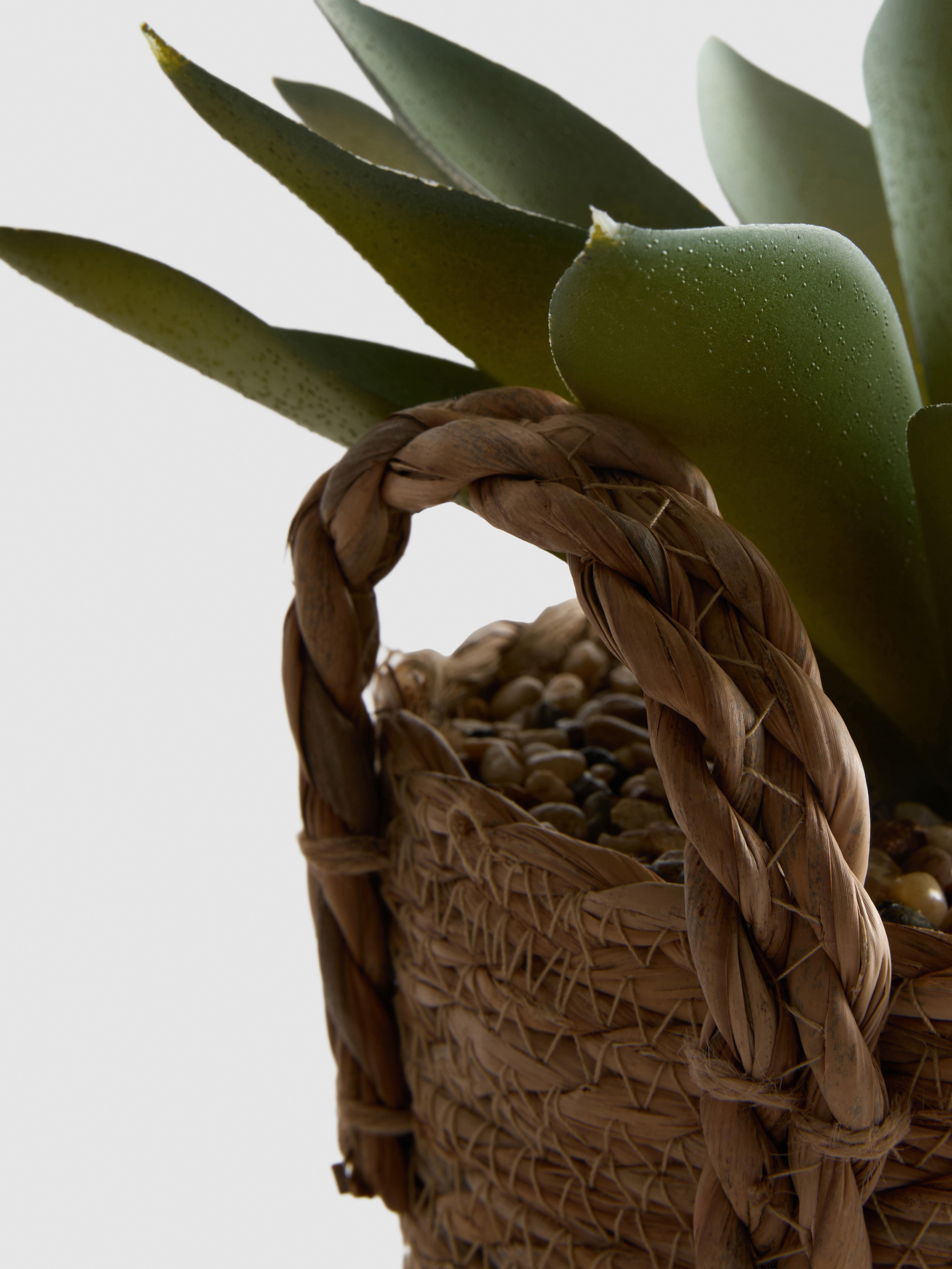 Imitatievetplant in plantenmand