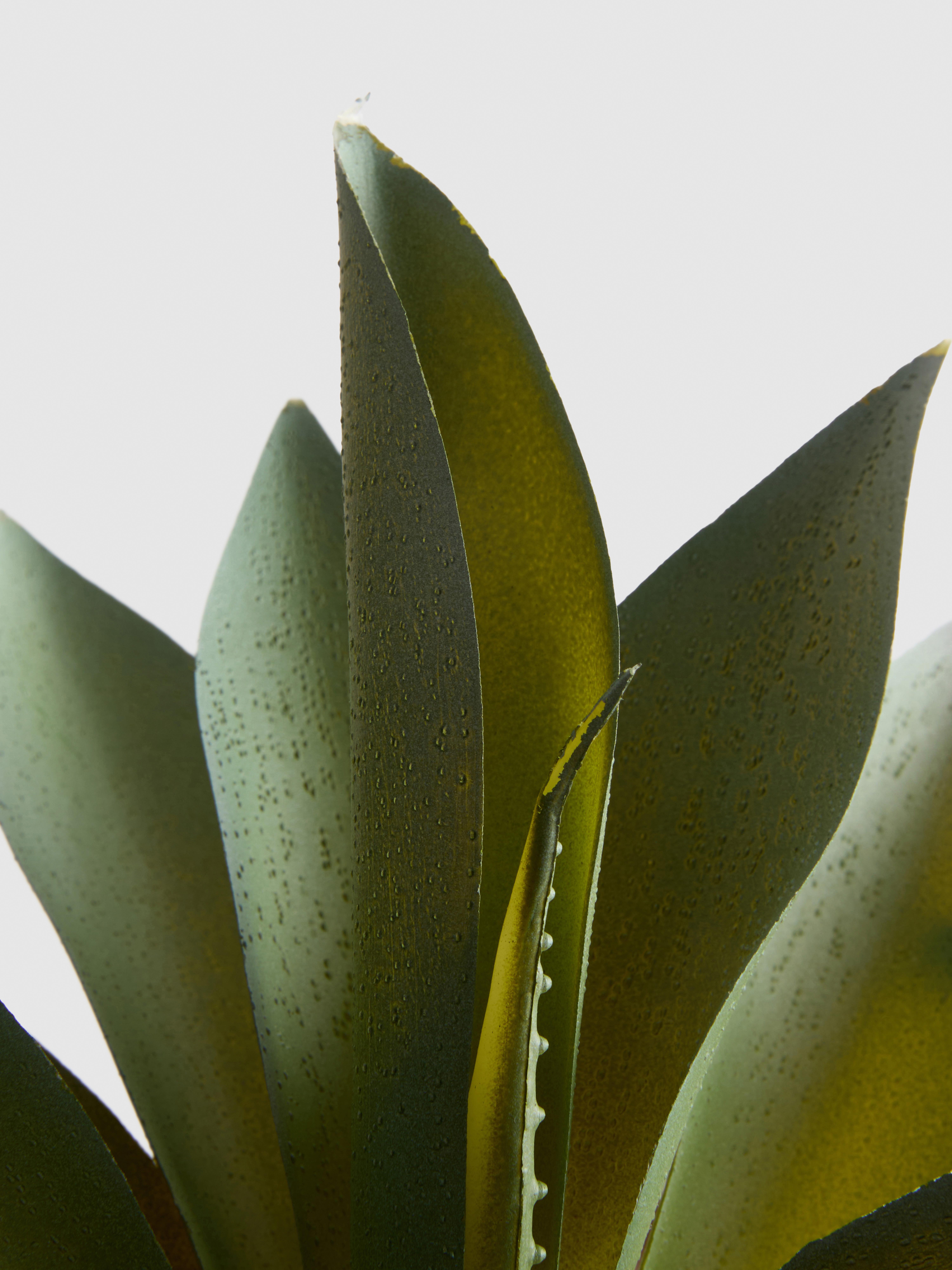 Imitatievetplant in plantenmand
