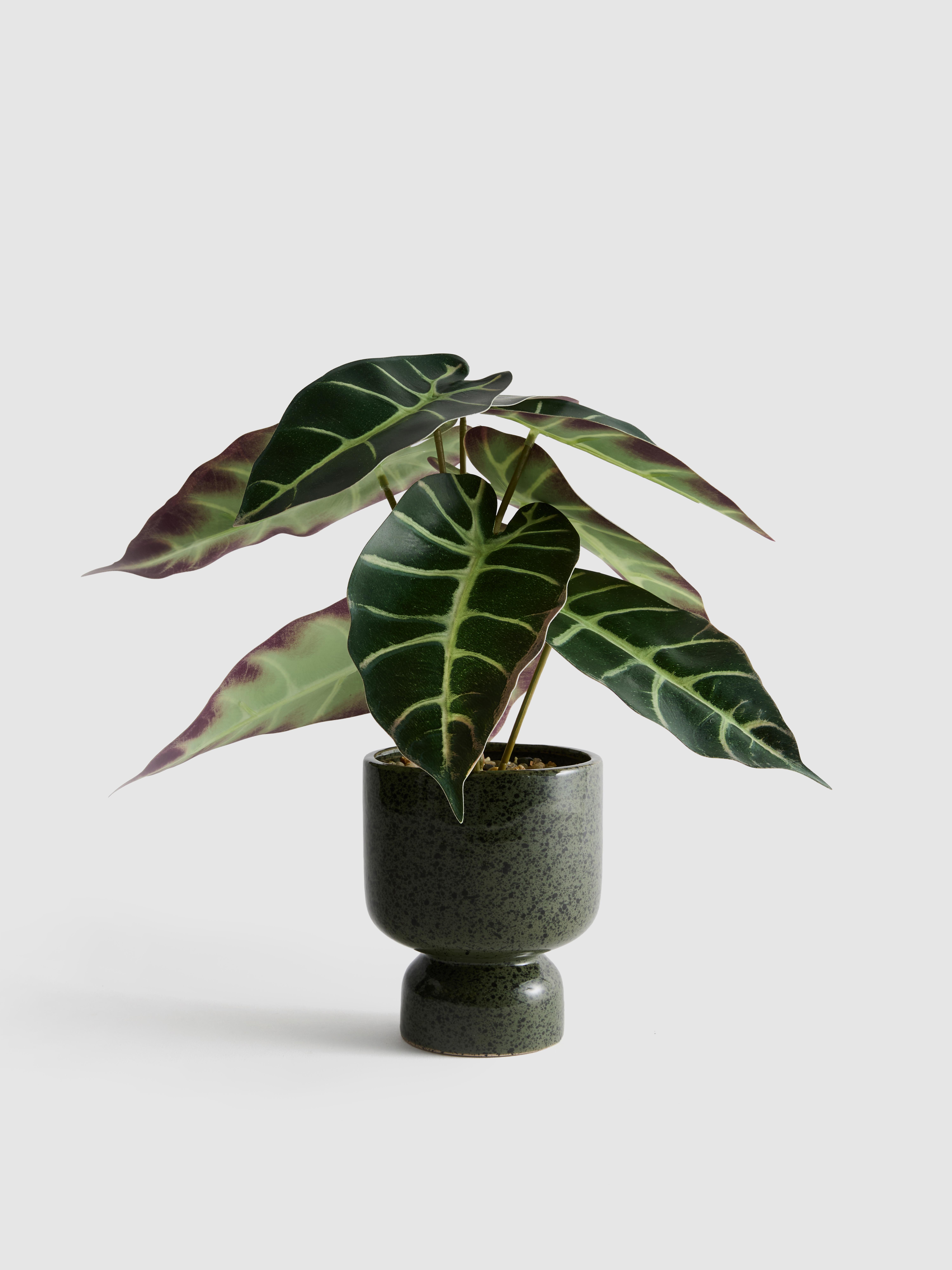 Knstliche Alokasie im Blumentopf - Grn | Primark