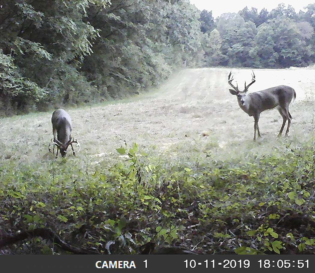 Trail cameras helped pattern this giant south central Kentucky deer. (Bennett photo) Trail cameras helped pattern this giant south central Kentucky deer. (Bennett photo)
