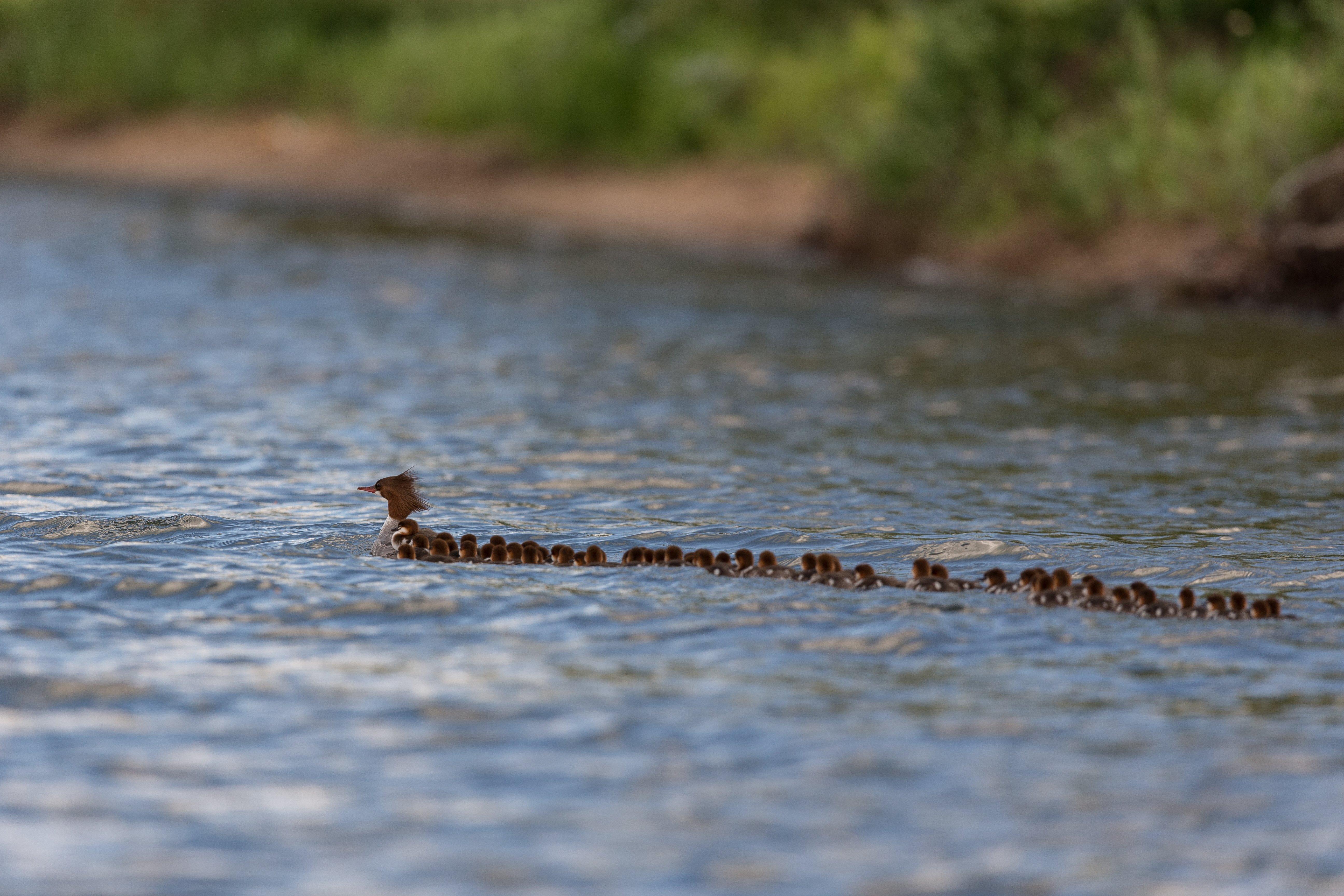 In this photo, which has received worldwide attention, Mama Merganser leads her extended brood across Lake Bemidji. Photo © Brent Cizek