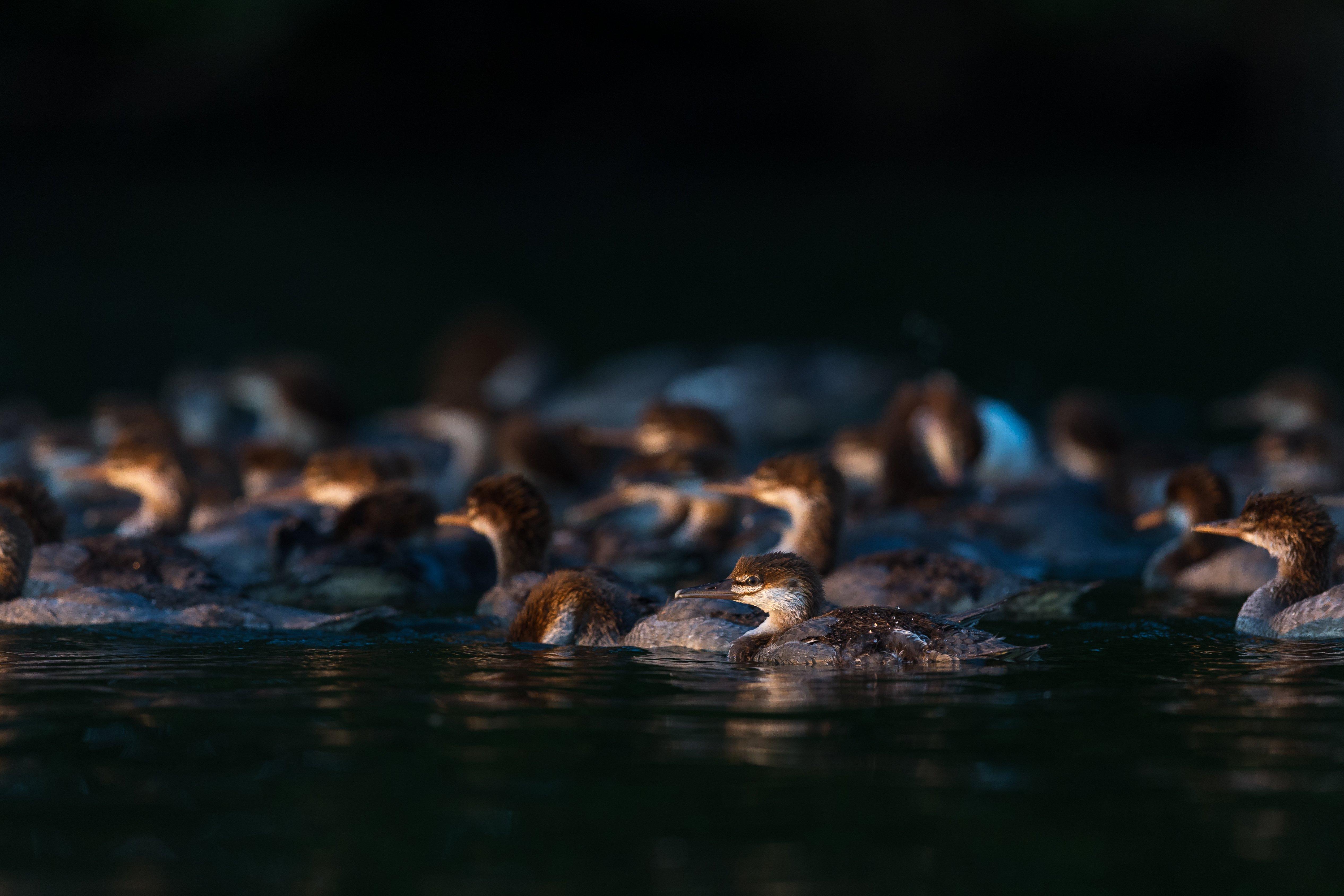 76 ducklings? Mama Merganser handles her duties seamlessly. Photo © Brent Cizek