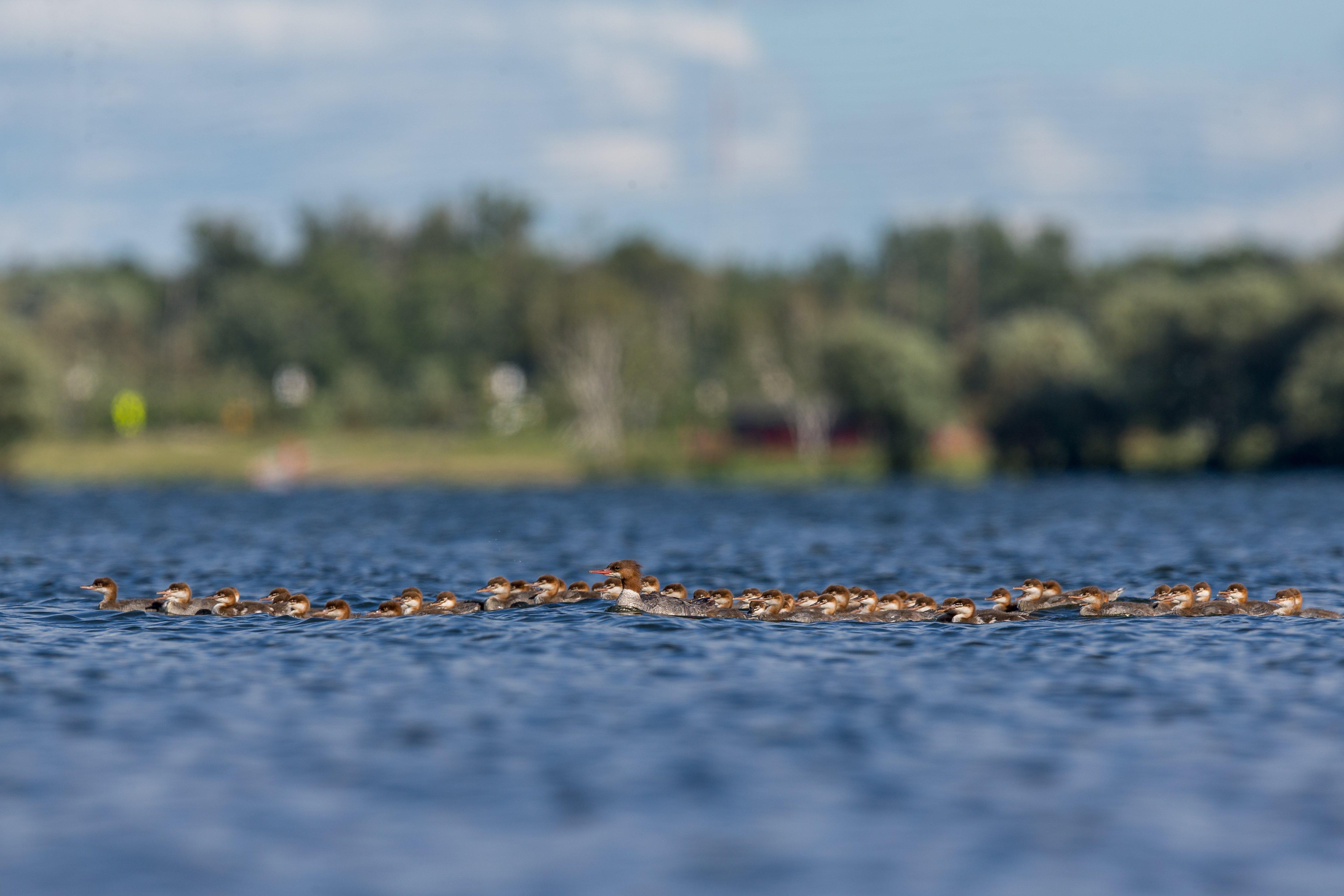 Creches aren't uncommon in the avian world, but experts agree it's unusual for one hen to oversee 76 youngsters. Photo © Brent Cizek