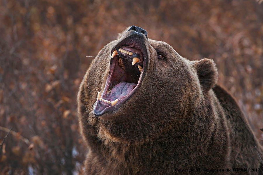 Hunting in grizzly country can be a hair-raising experience. (Denver Bryan image)