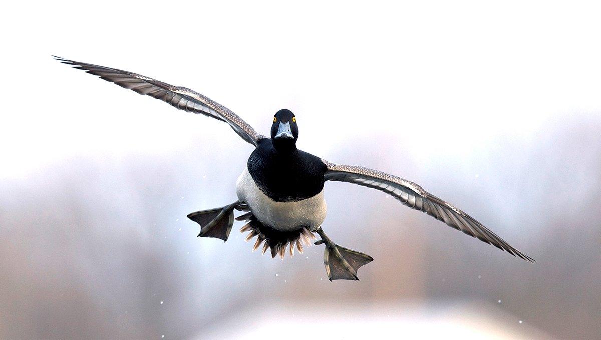 Swift, graceful and challenging, divers stir the soul of many waterfowlers. Photo © Images on the Wildside