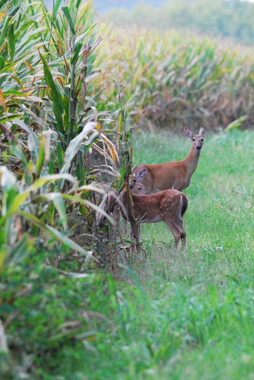 Getting an accurate count of the local population is the goal. (Richard Hines photo)