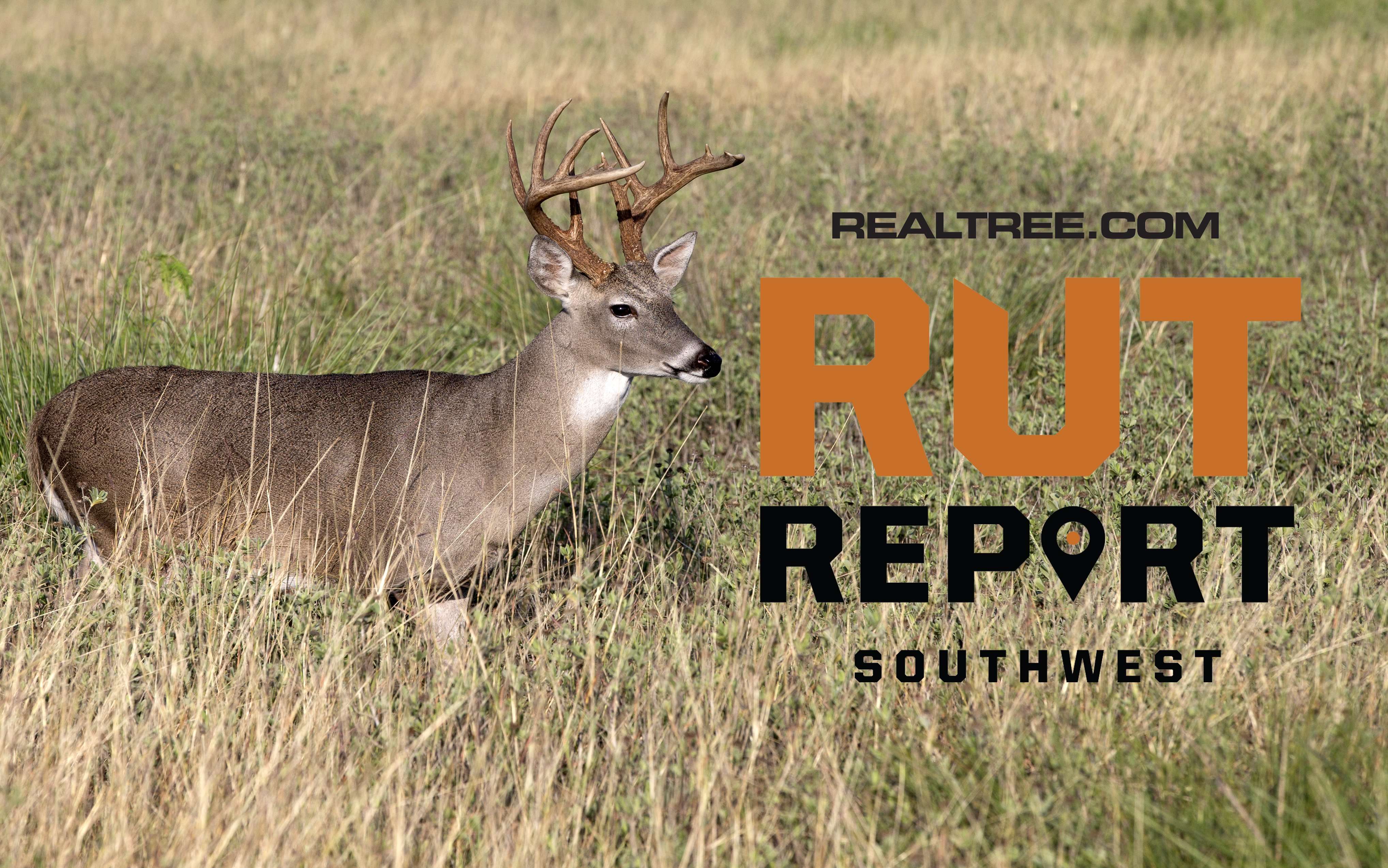 South Texas Rut Texas Hill Country Bucks on the Prowl, Mule Deer Pre-Rut in Colorado ...
