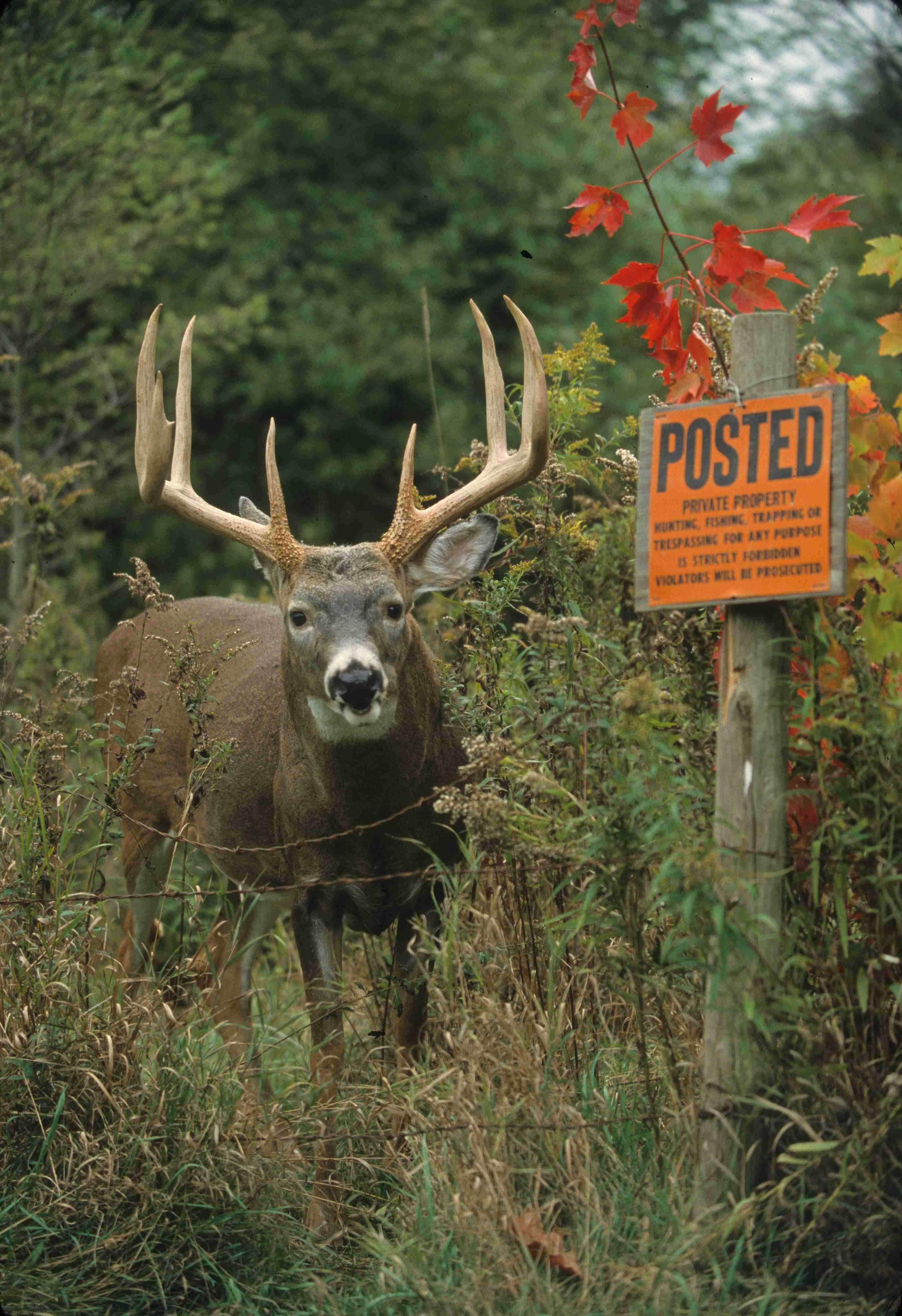 10 1/2-year-old buck