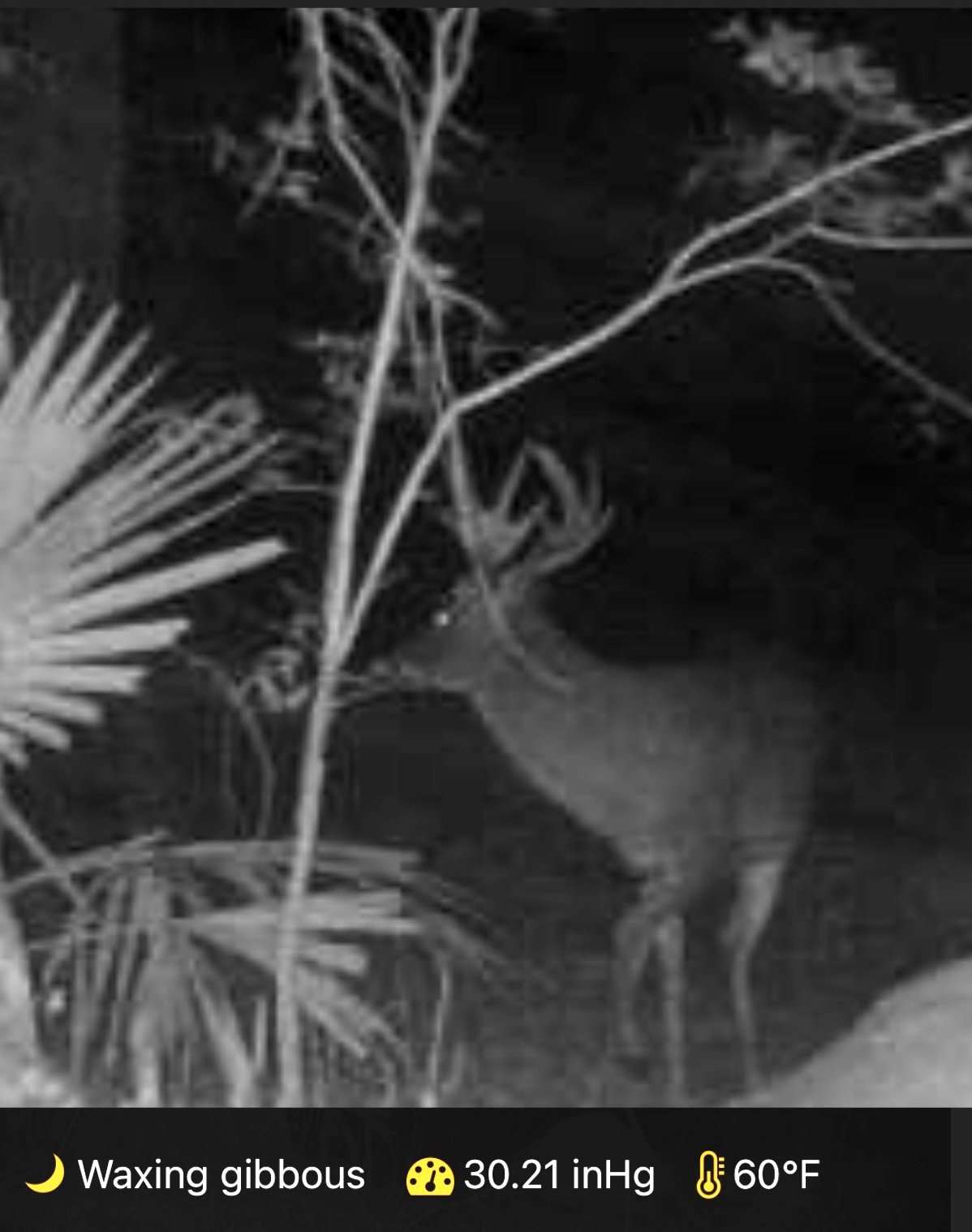 Regular trail camera photos kept Fisher and his Grandfather in the stand into late season.