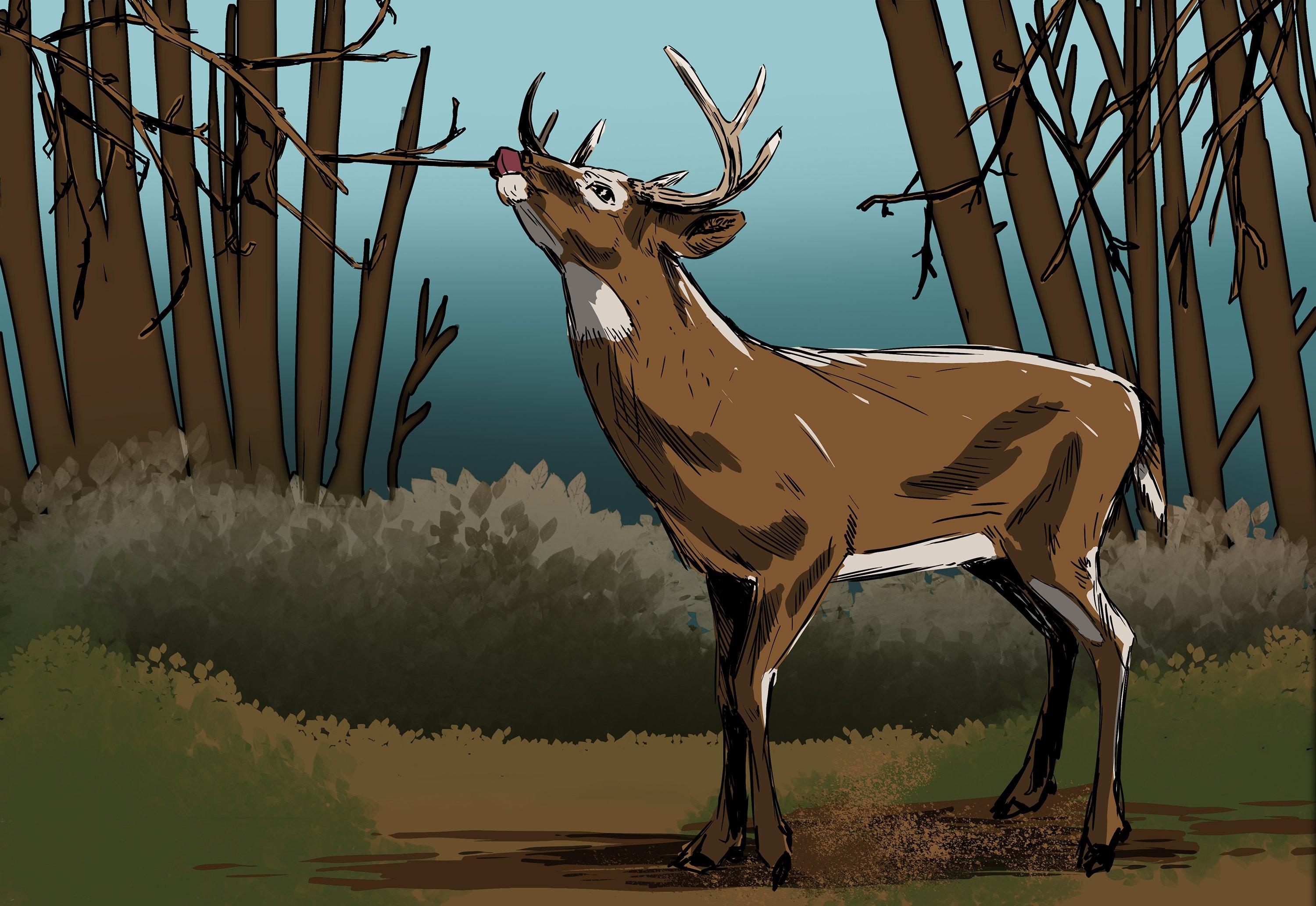 10 more deer hunting myths, debunked. Illustration by Ryan Orndorff