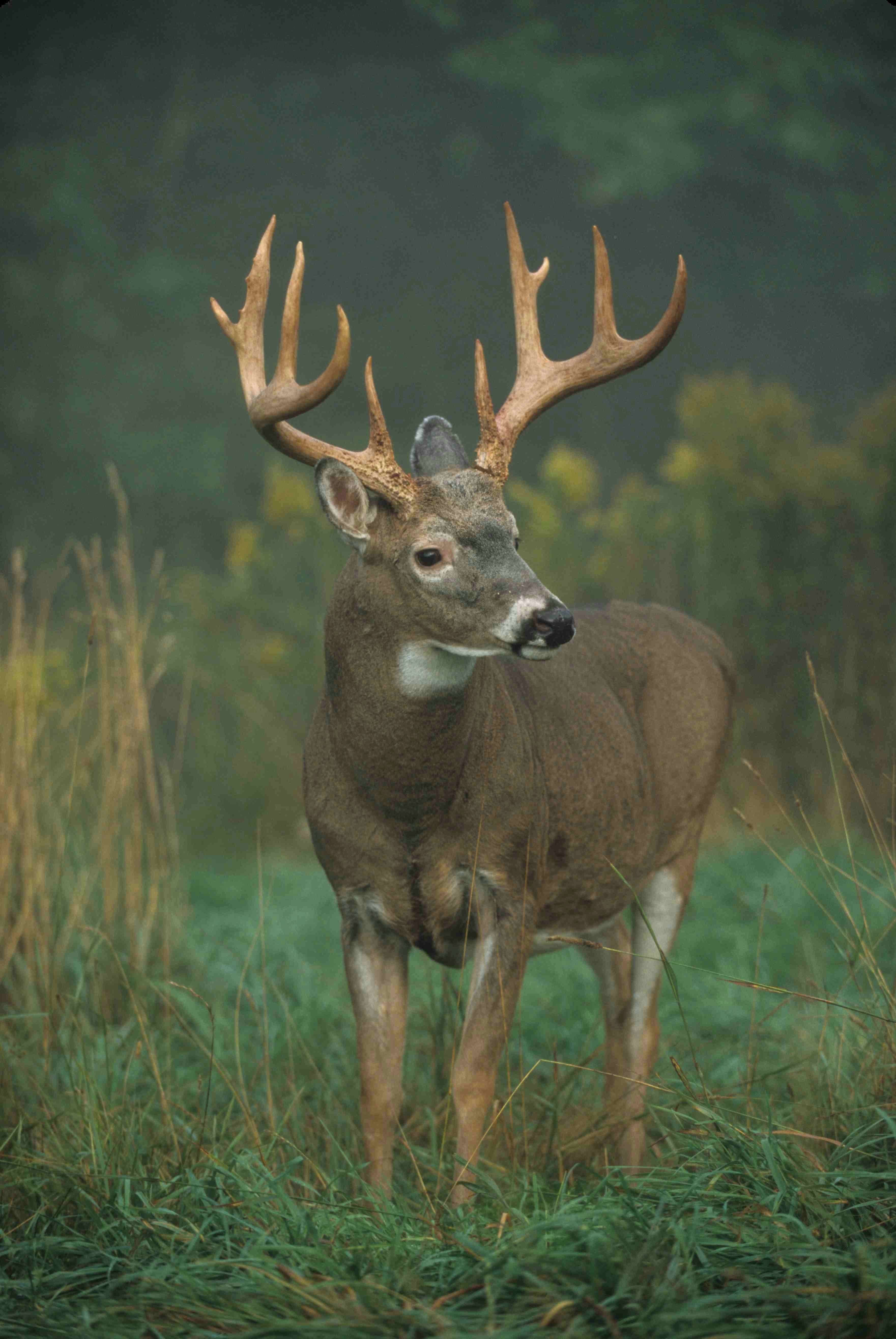 11 1/2-year-old buck