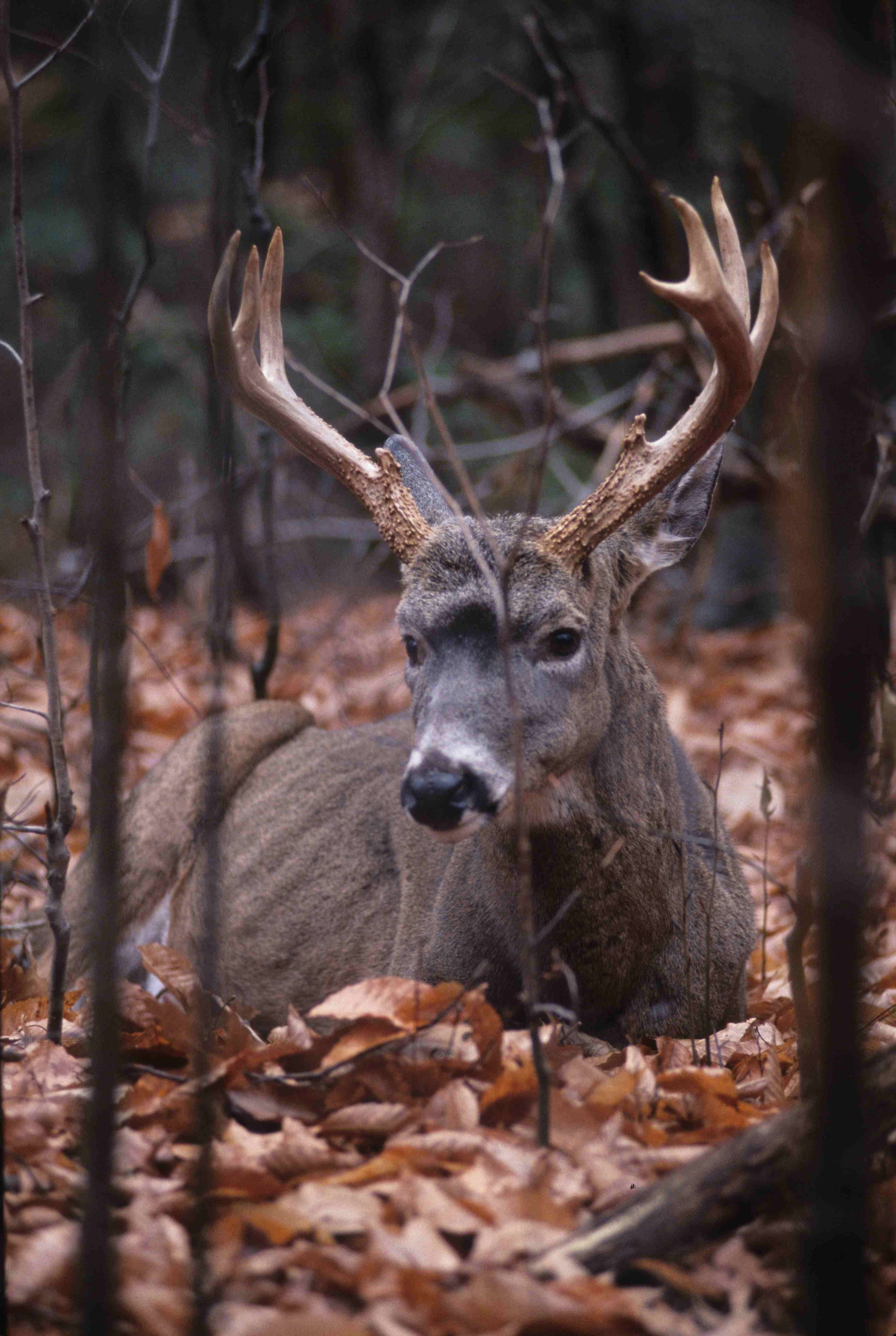 12 1/2-year-old buck