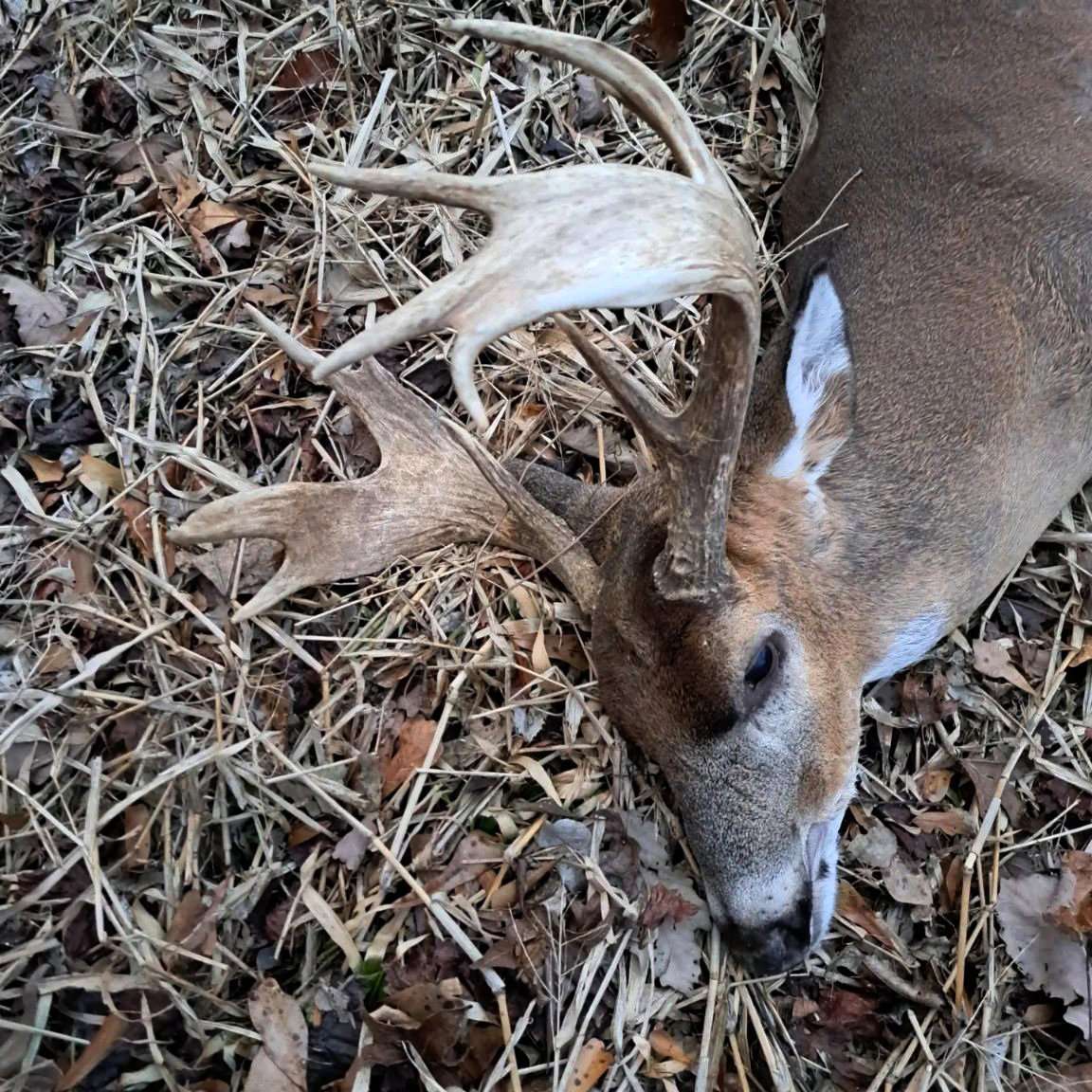 Even though Mcginty, his daughter and his brother had all been hunting the buck since October, this was the first daylight sighting of the deer.