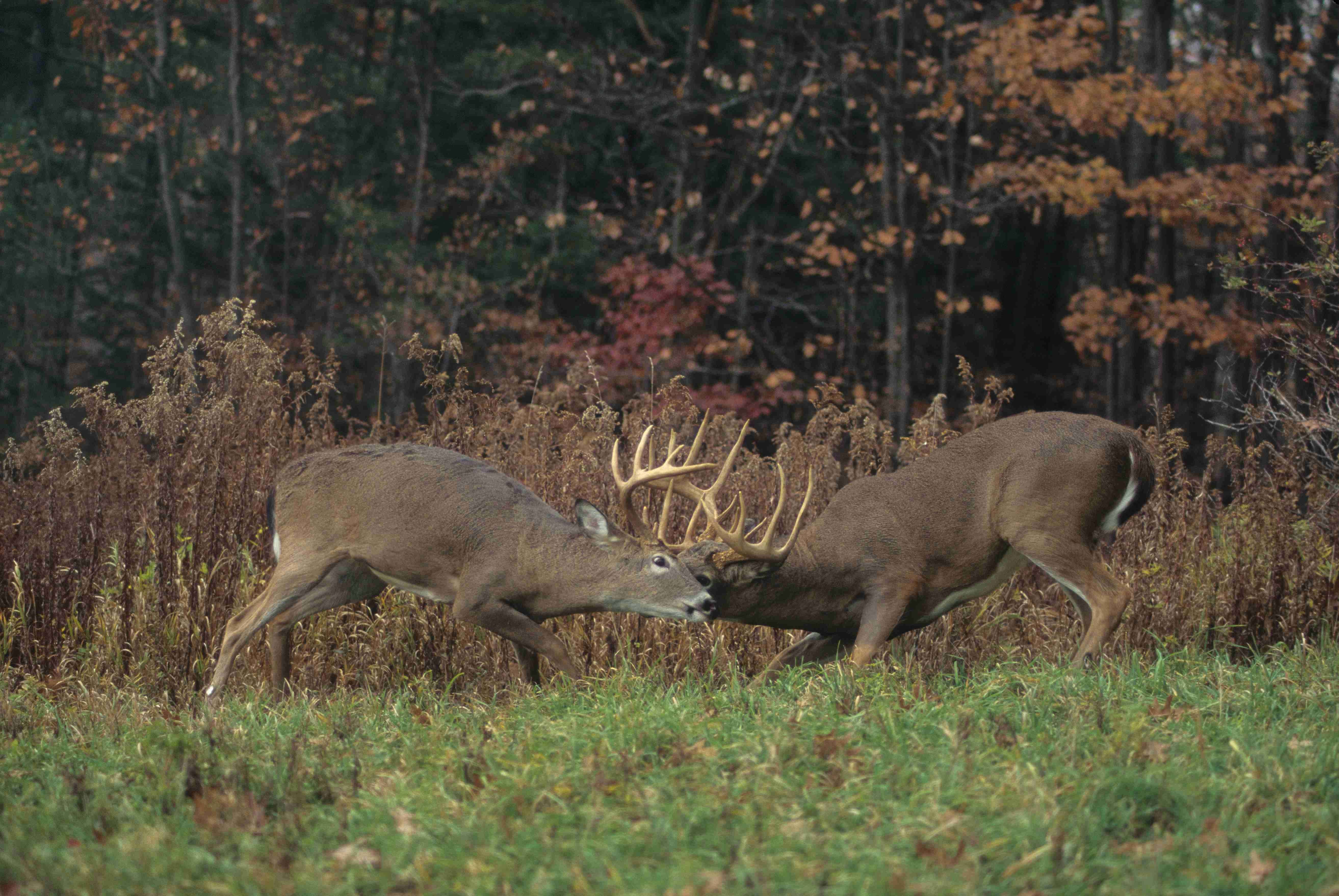 Dominant bucks
