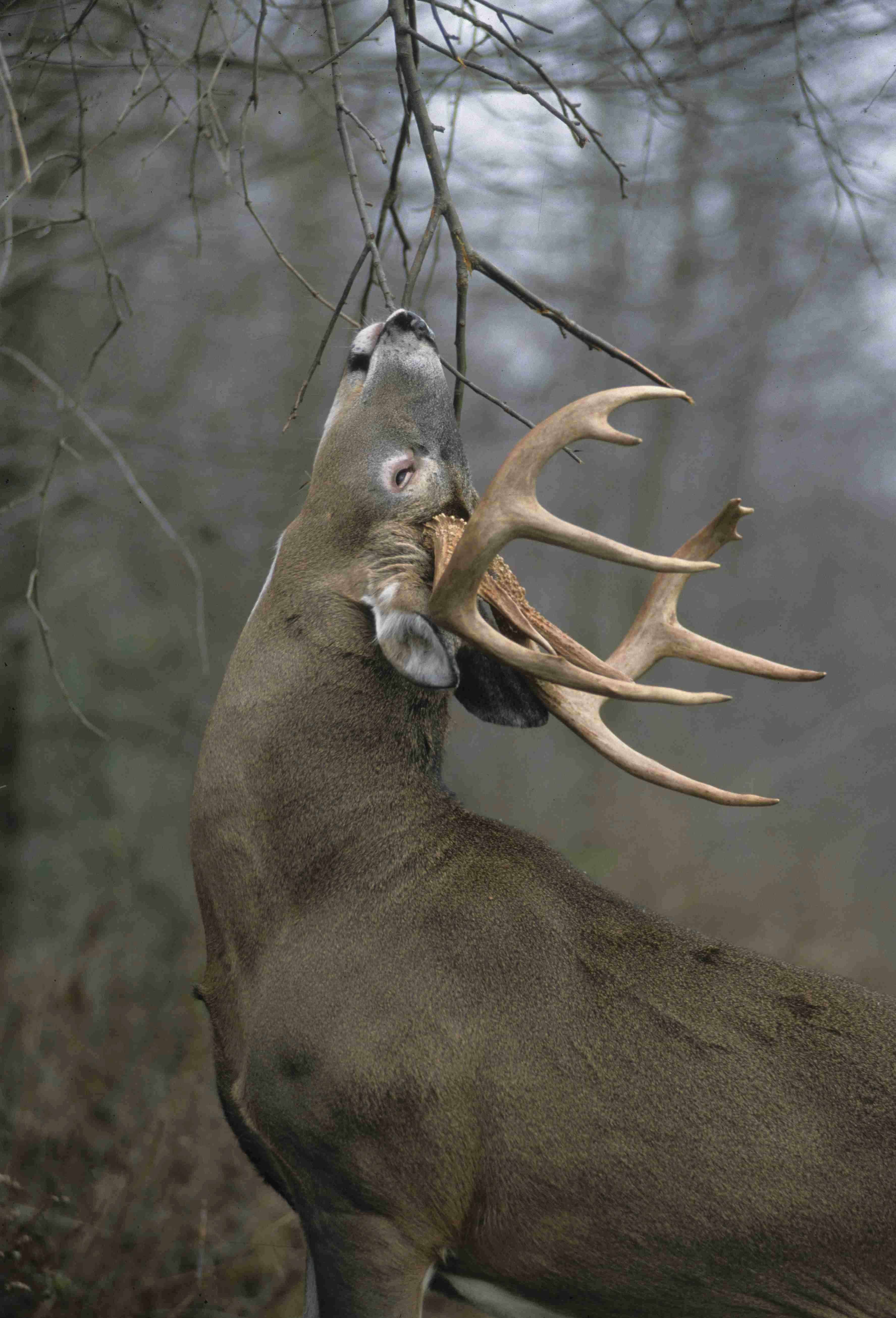 Whitetail deer behavior and patterns