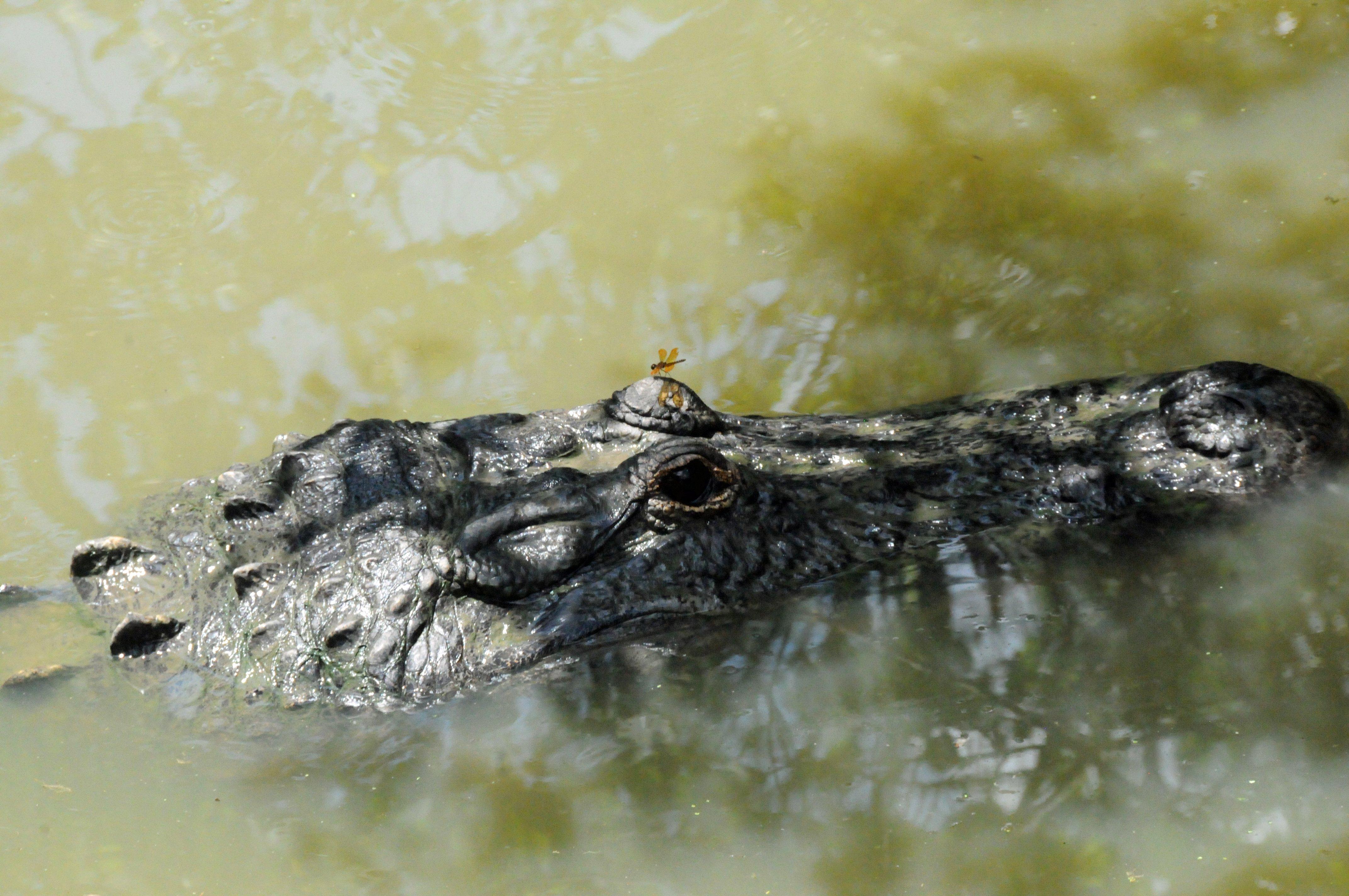 South Carolina has seen multiple fatal gator attacks in recent years. (Image by Stephanie Mallory)
