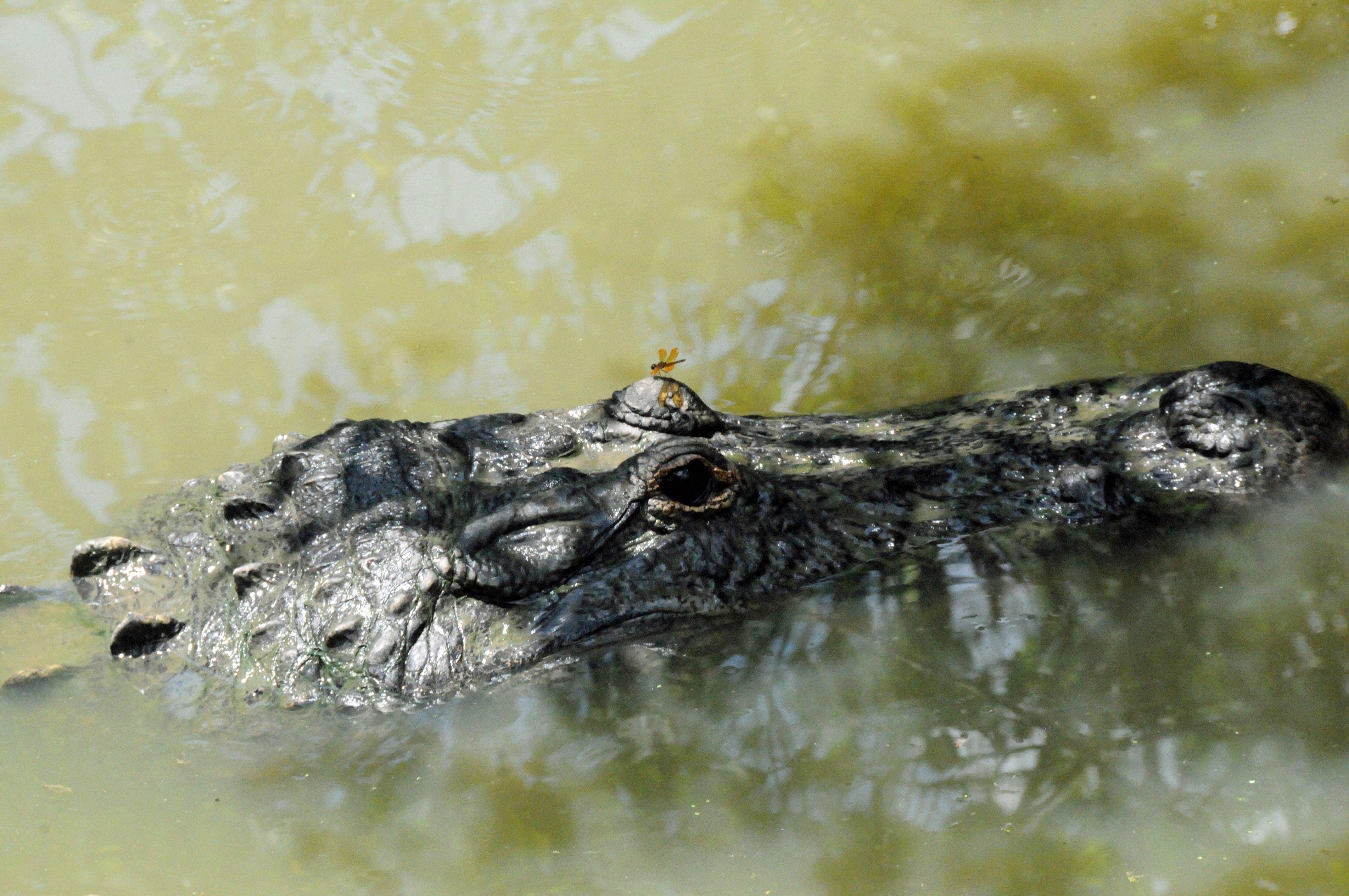 A 3-foot-long alligator was discovered near Kentucky Dam.  (Author image)