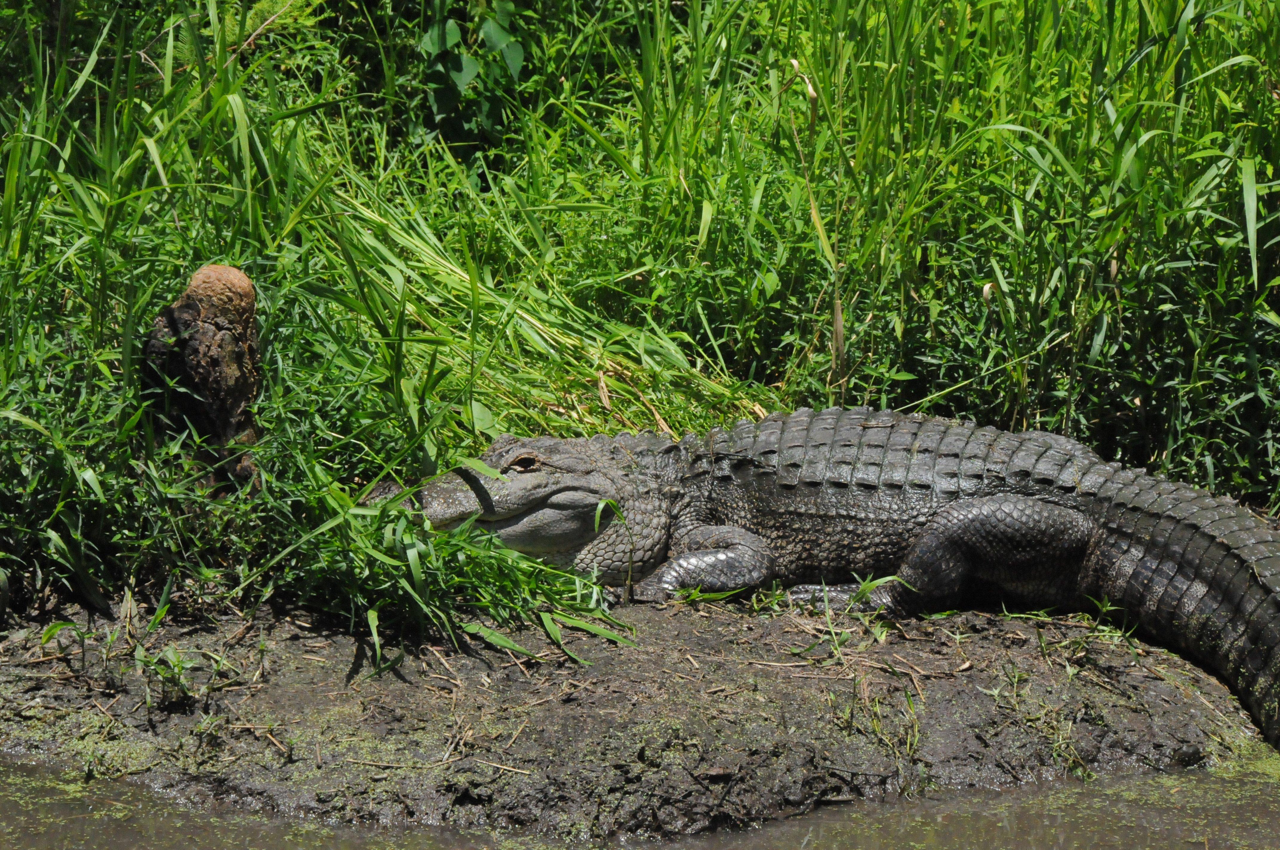 The proposal would also allow alligator hunting at three national wildlife refuges. (author image)