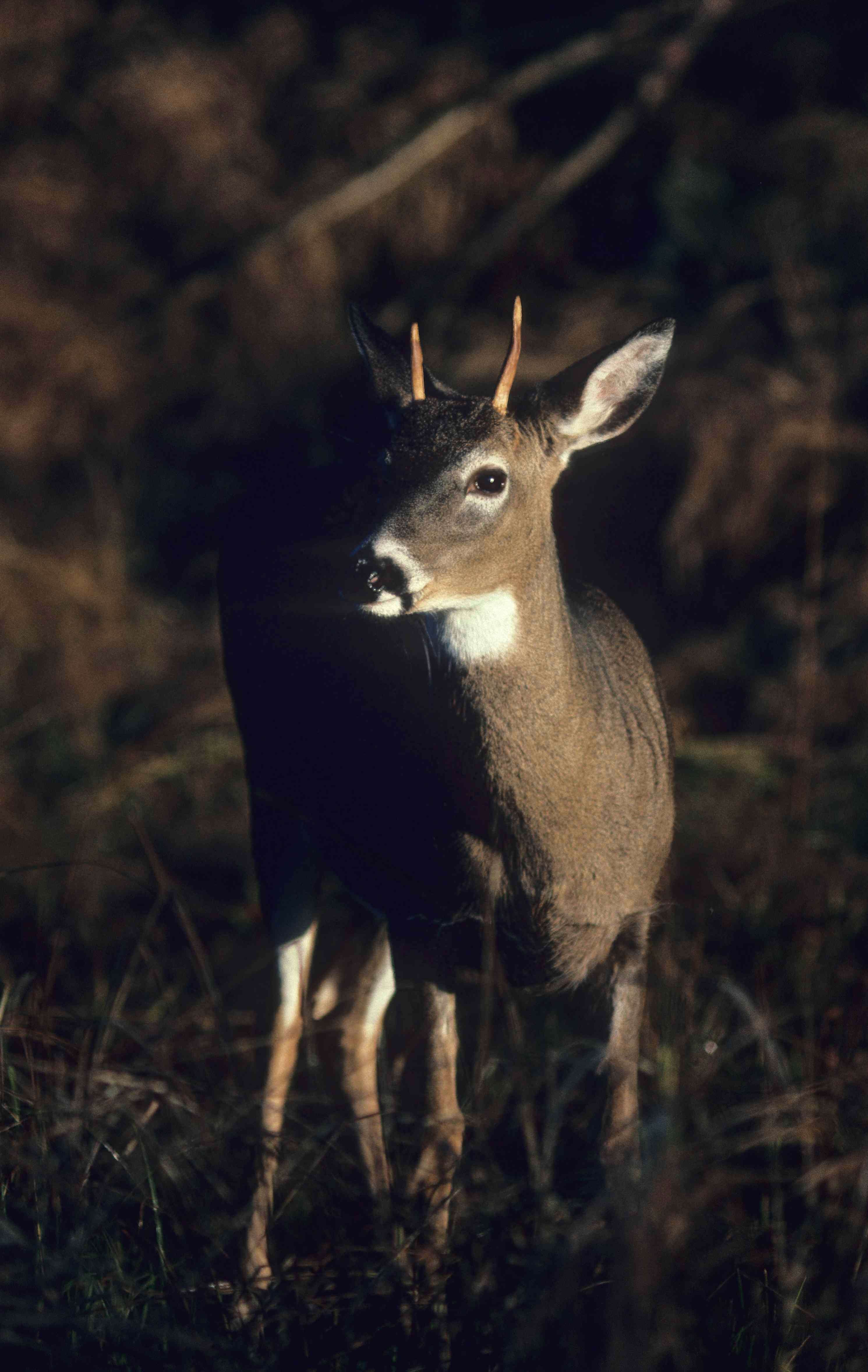 1 1/2-year-old buck