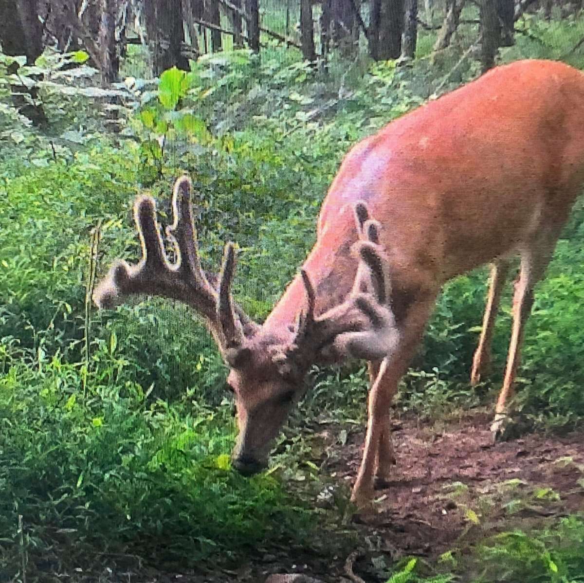 The buck was already impressive last year in this 2021 trail cam photo.