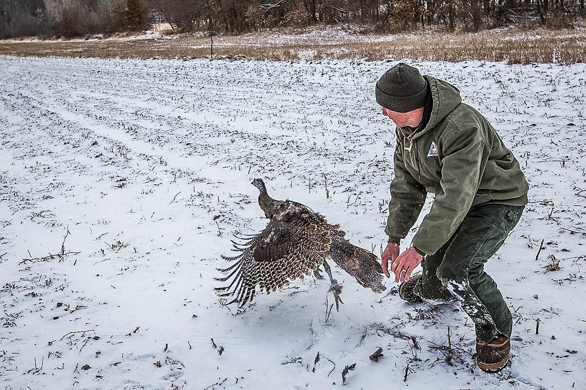 As part of ongoing studies, the team will first capture hens from January to March 2021, fitting them with tracking devices that collect a position every 30 minutes. (Missouri Dept. of Conservation photo)