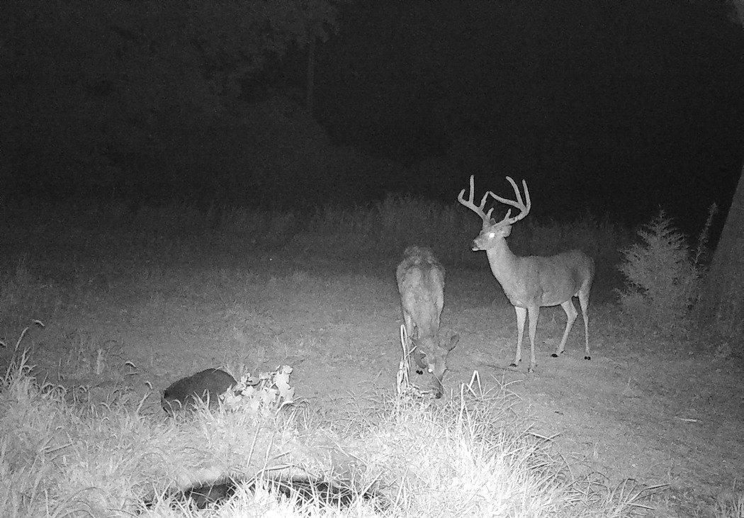 Check trail cameras responsibly. Once per month in summertime is more than enough. (Josh Honeycutt photo)