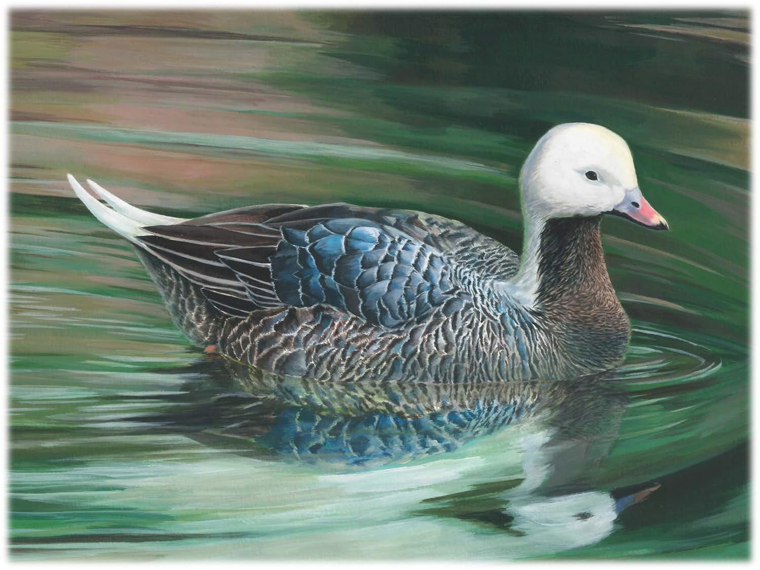 Here's the winning 2018 Junior Duck Stamp art, an acrylic painting of an emperor goose by Rayen Kang. Image courtesy of the USFWS