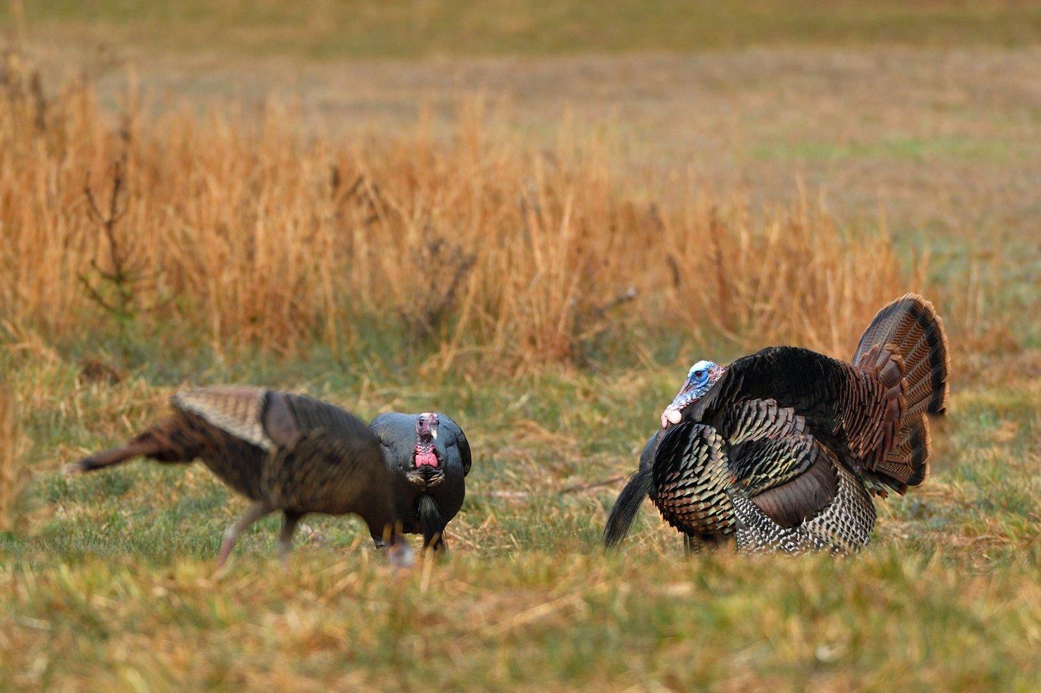 Northeastern turkey hunters chase spring Easterns like these. © Tes Randle Jolly photo